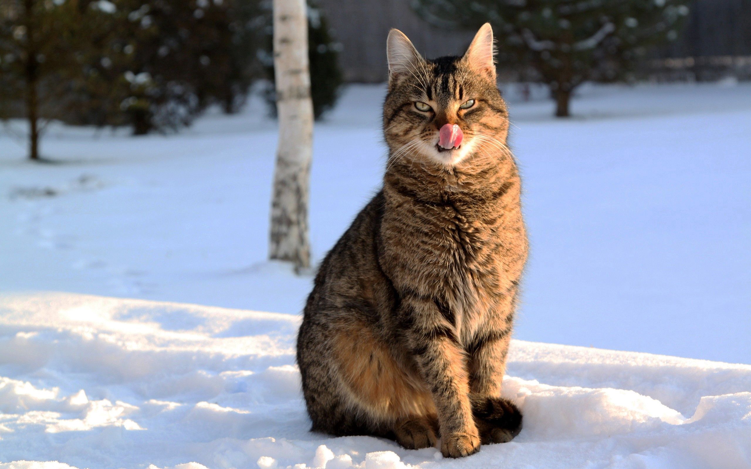winter, animals, snow, cat, muzzle, striped, language, tongue, lick your lips, licking