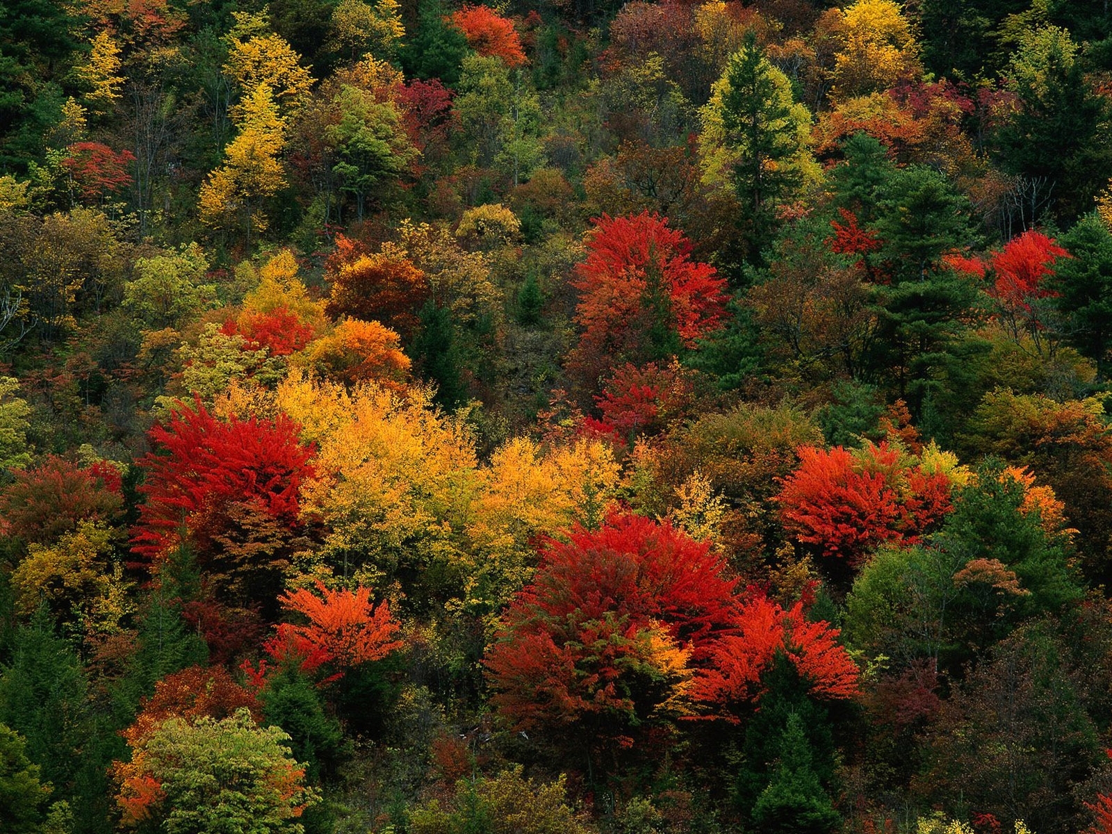 Laden Sie das Landschaft, Natur, Bäume, Pflanzen-Bild kostenlos auf Ihren PC-Desktop herunter