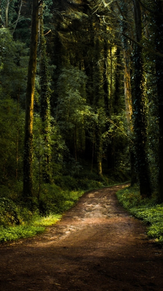 Download mobile wallpaper Nature, Dark, Forest, Tree, Path, Man Made for free.
