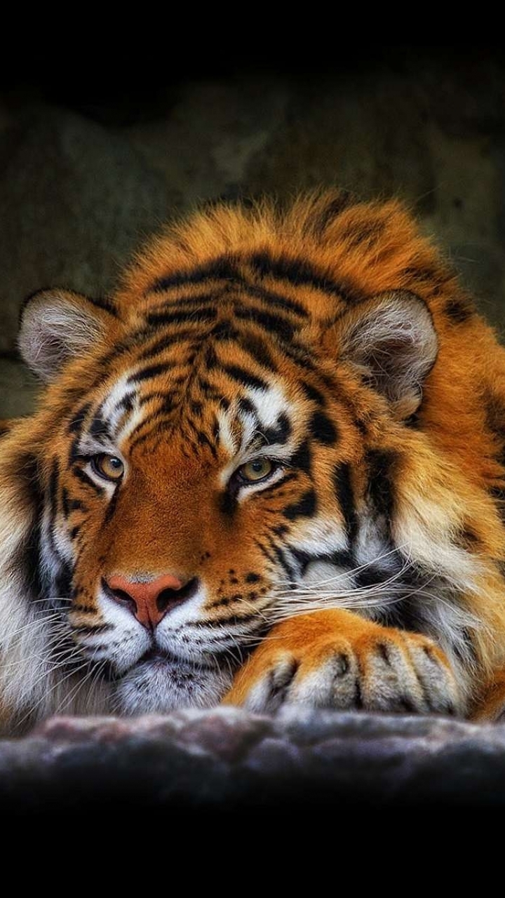 Download mobile wallpaper Cats, Tiger, Animal for free.