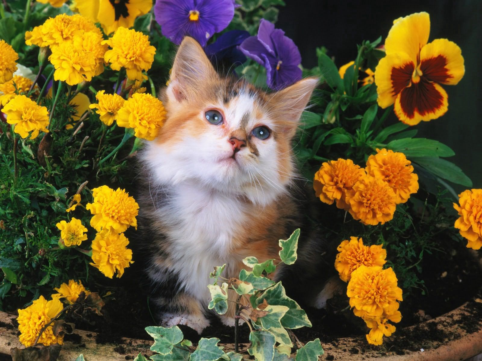 Free download wallpaper Flowers, Fluffy, Muzzle, Animals, Cat on your PC desktop