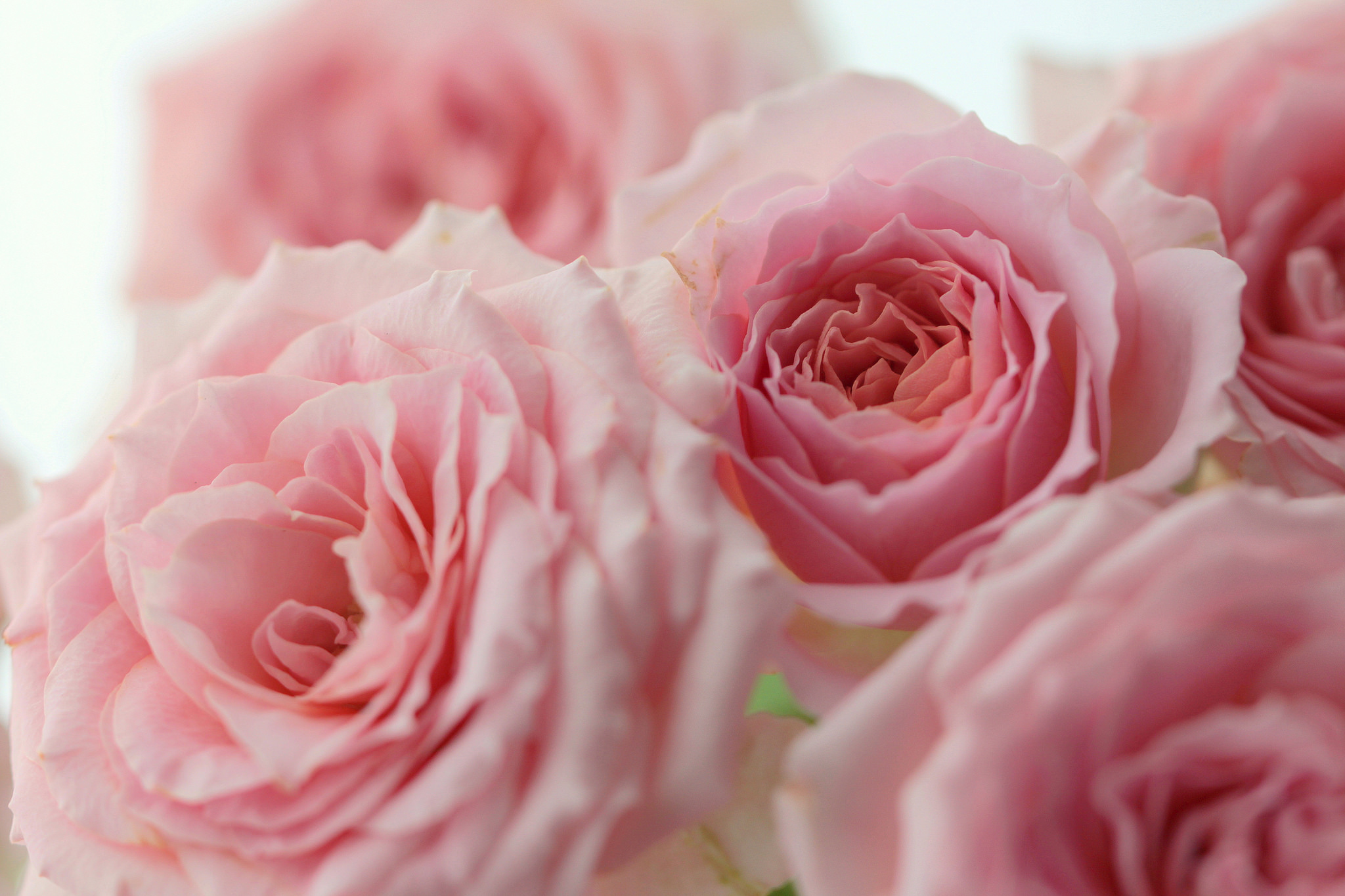 Free download wallpaper Flowers, Flower, Macro, Rose, Earth, Pink Flower on your PC desktop