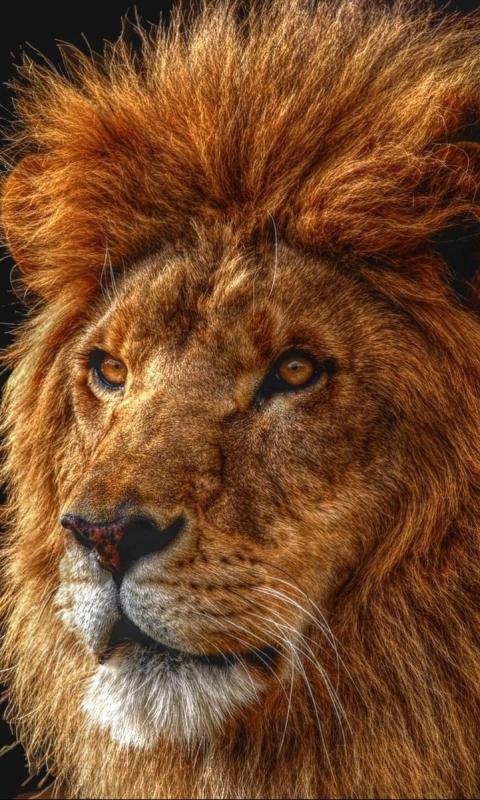 Download mobile wallpaper Cats, Lion, Animal for free.