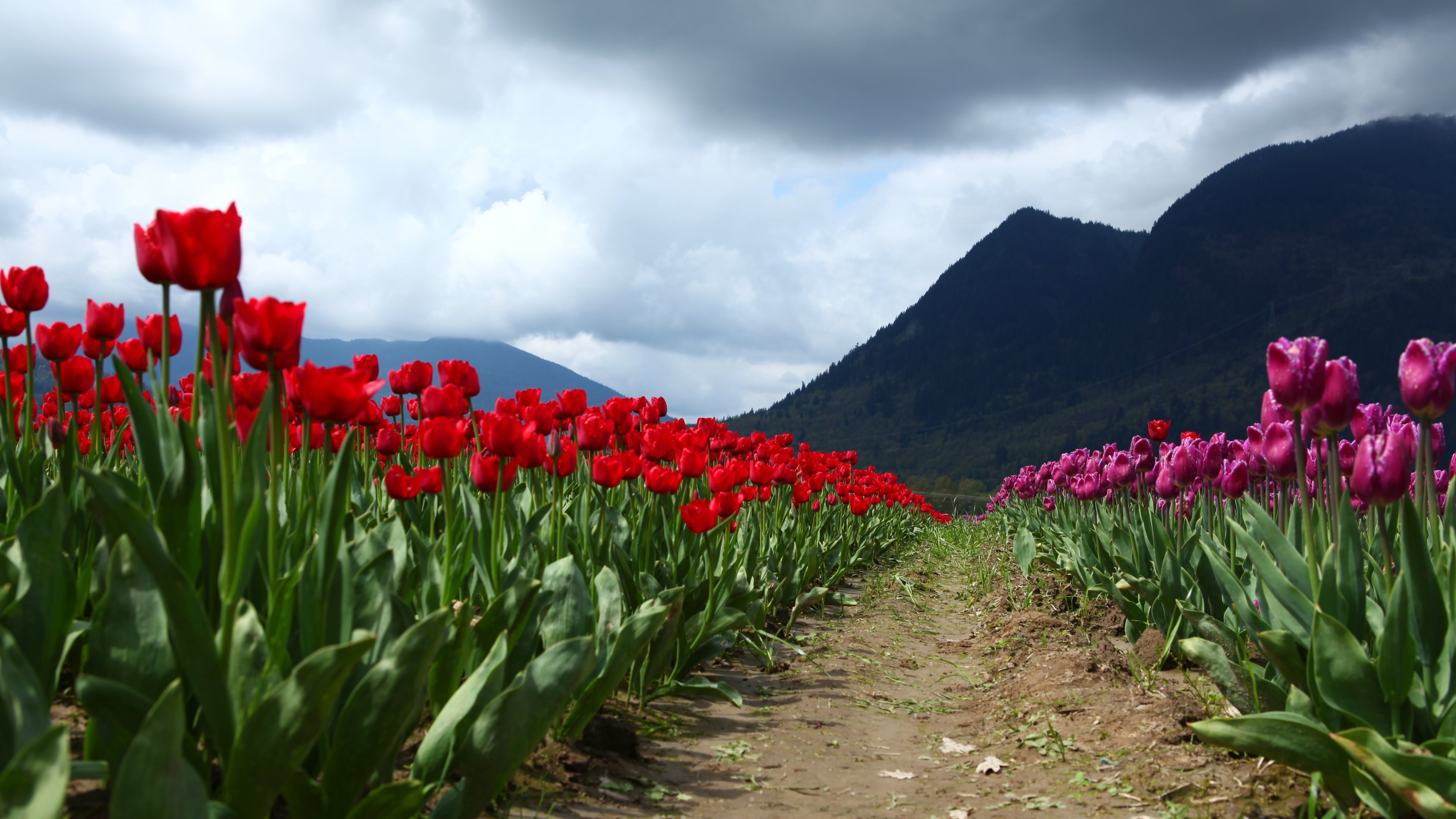 322967 descargar imagen tierra/naturaleza, tulipán, flores: fondos de pantalla y protectores de pantalla gratis