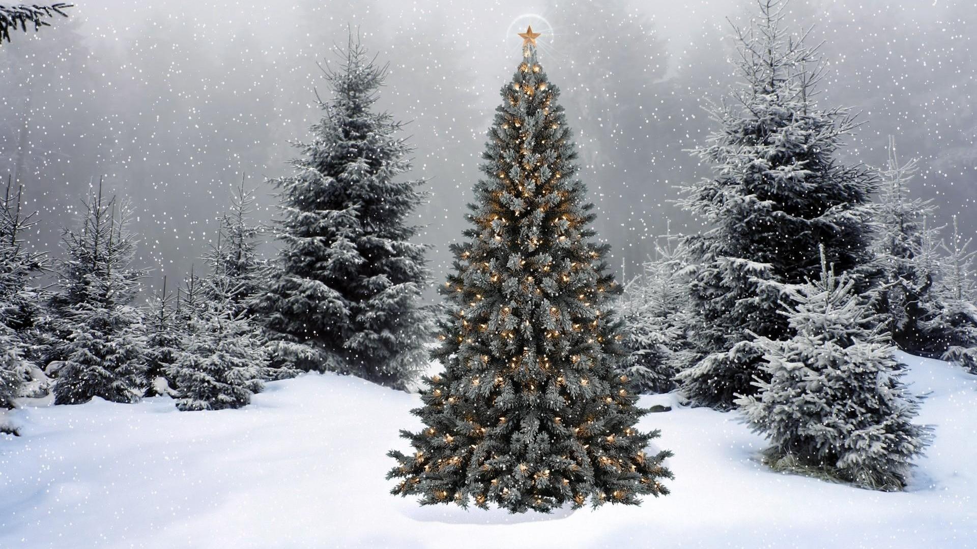 PCデスクトップに冬, クリスマス, クリスマスツリー, ホリデー画像を無料でダウンロード