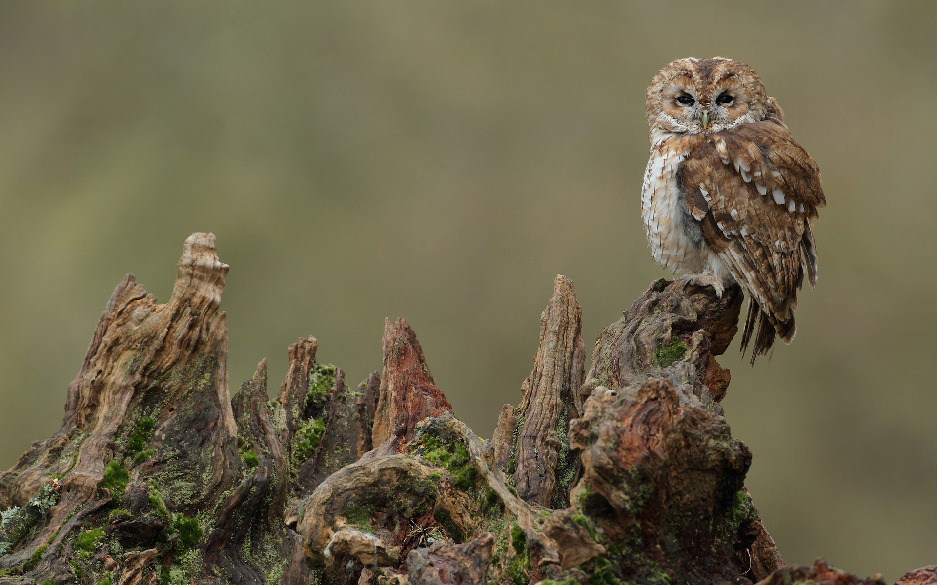 Baixe gratuitamente a imagem Coruja, Aves, Animais na área de trabalho do seu PC