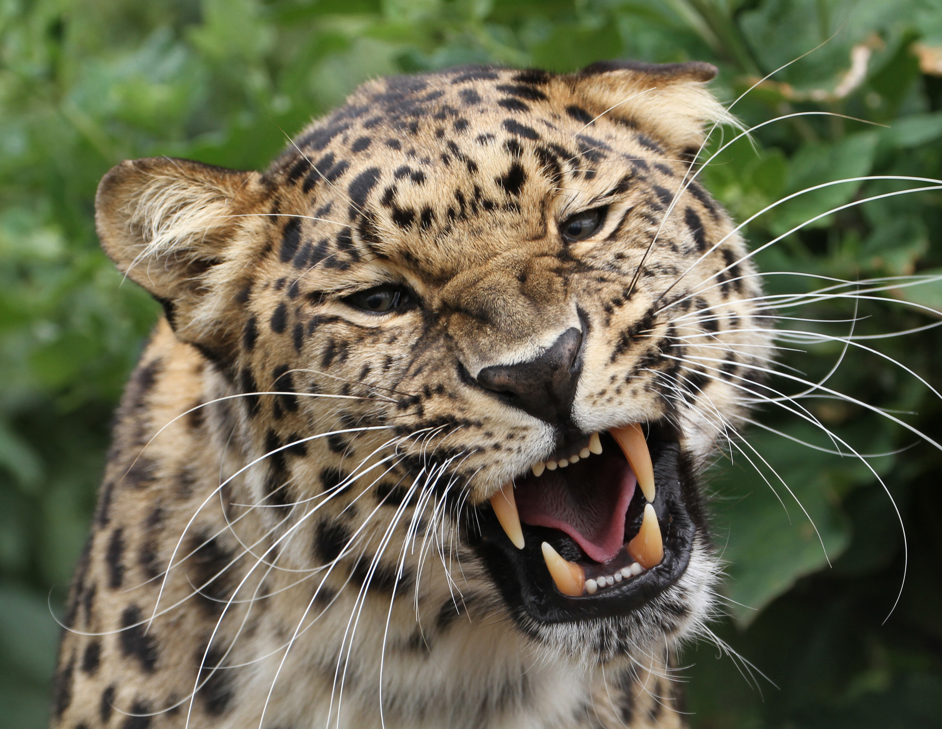 Download mobile wallpaper Animals, Predator, Leopard, Grin, Big Cat, Wildlife for free.