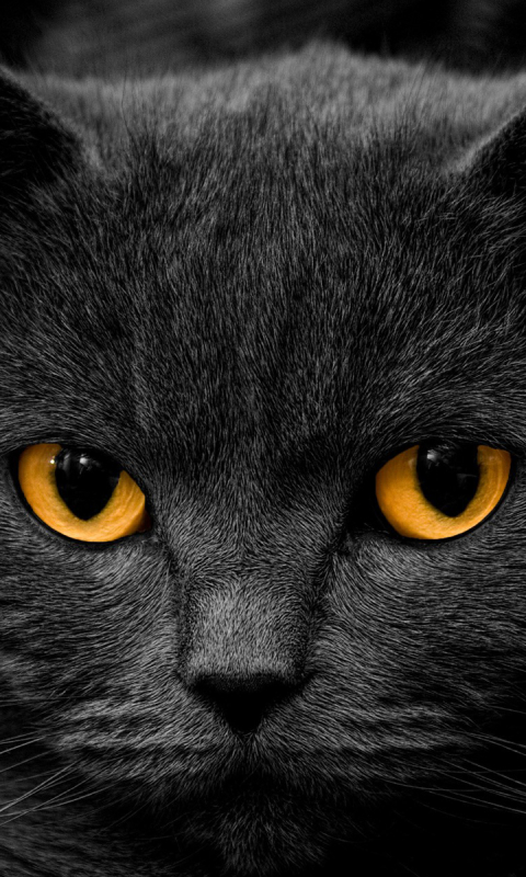 Download mobile wallpaper Cats, Cat, Animal for free.