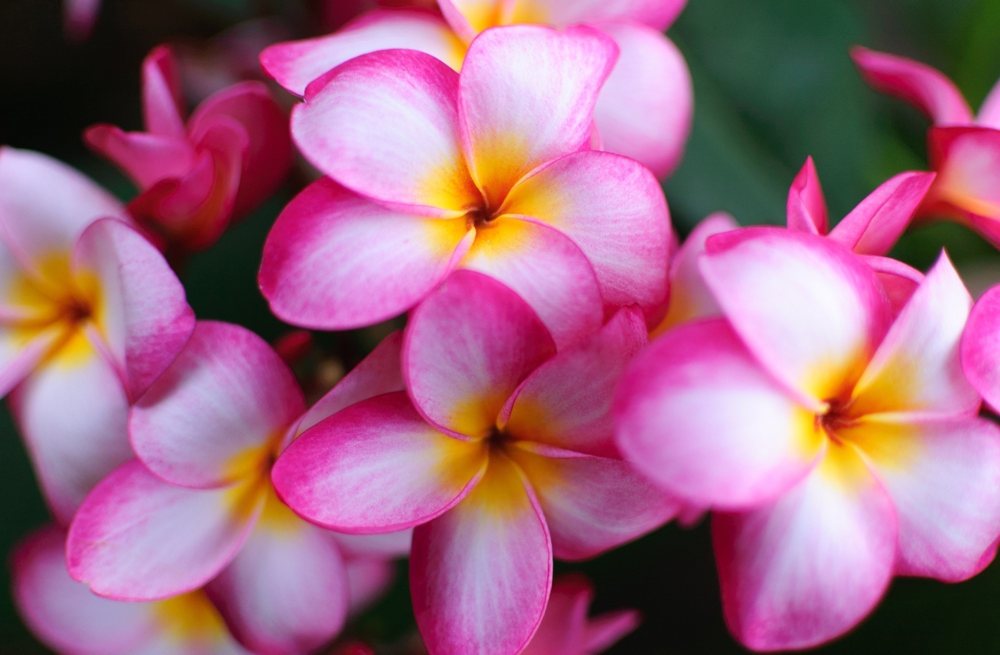 Free download wallpaper Flowers, Flower, Earth, Frangipani on your PC desktop