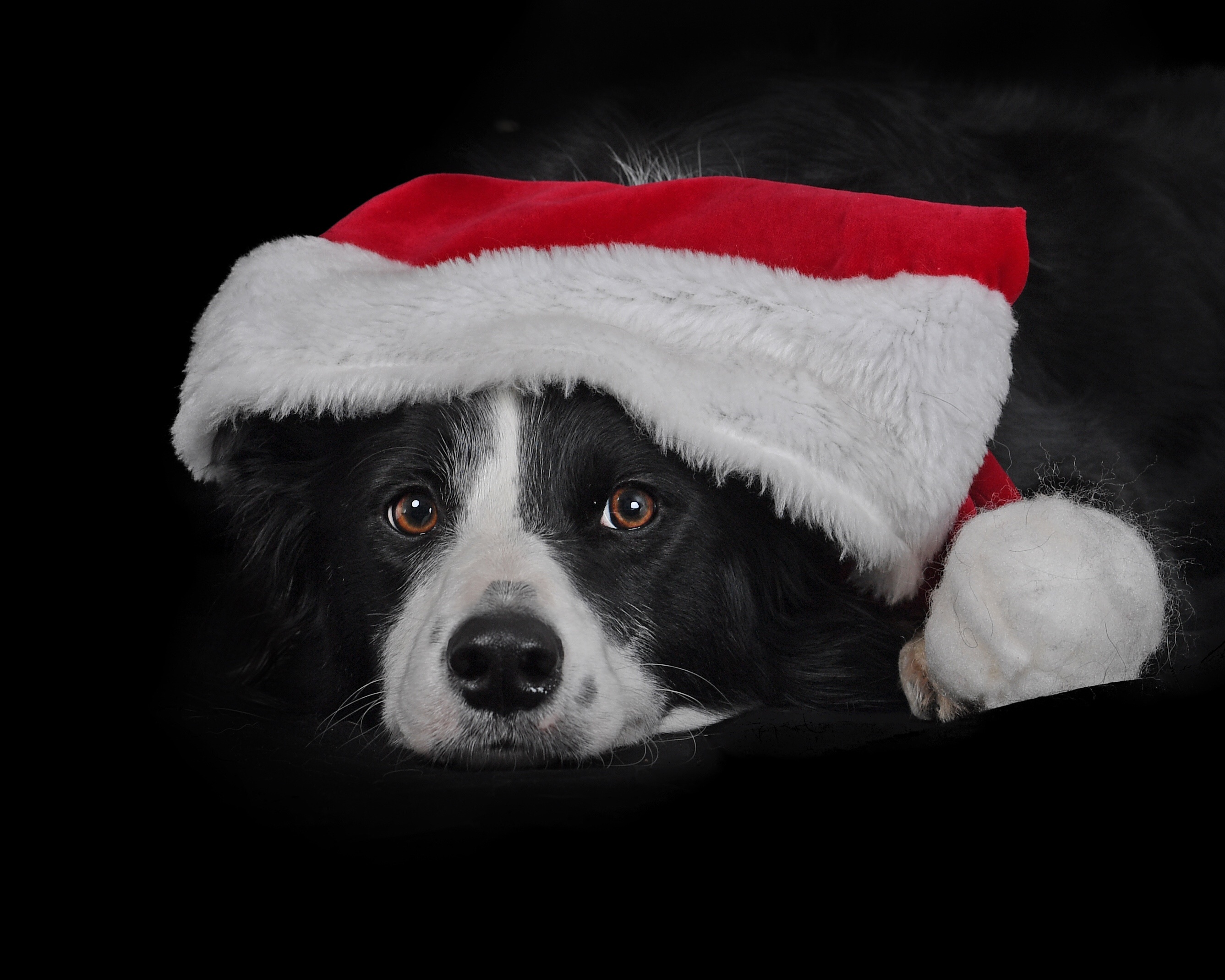 Handy-Wallpaper Tiere, Hunde, Hund, Border Collie, Weihnachtsmütze kostenlos herunterladen.