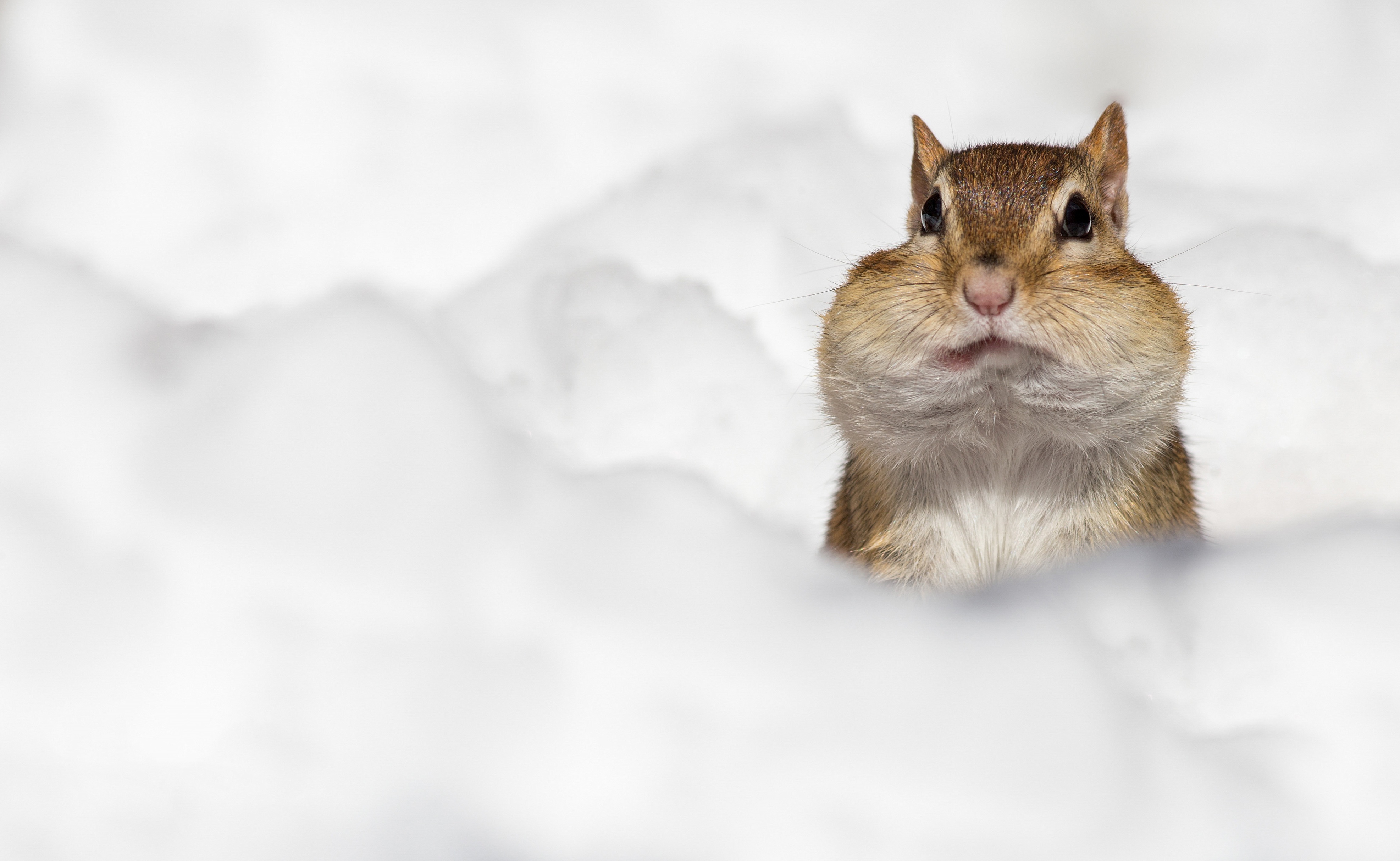 Free download wallpaper Snow, Animal, Rodent, Chipmunk on your PC desktop