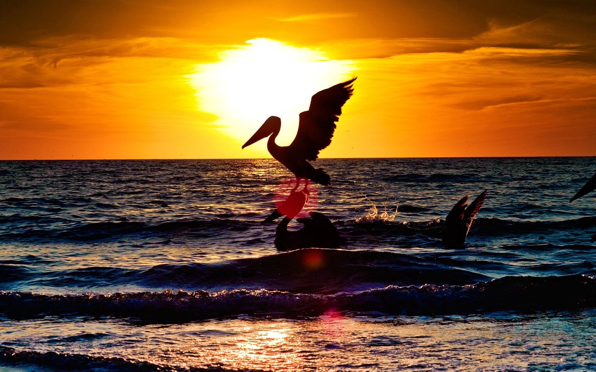 141961 скачать обои пеликан, море, аист, животные, пейзаж, закат, полет - заставки и картинки бесплатно