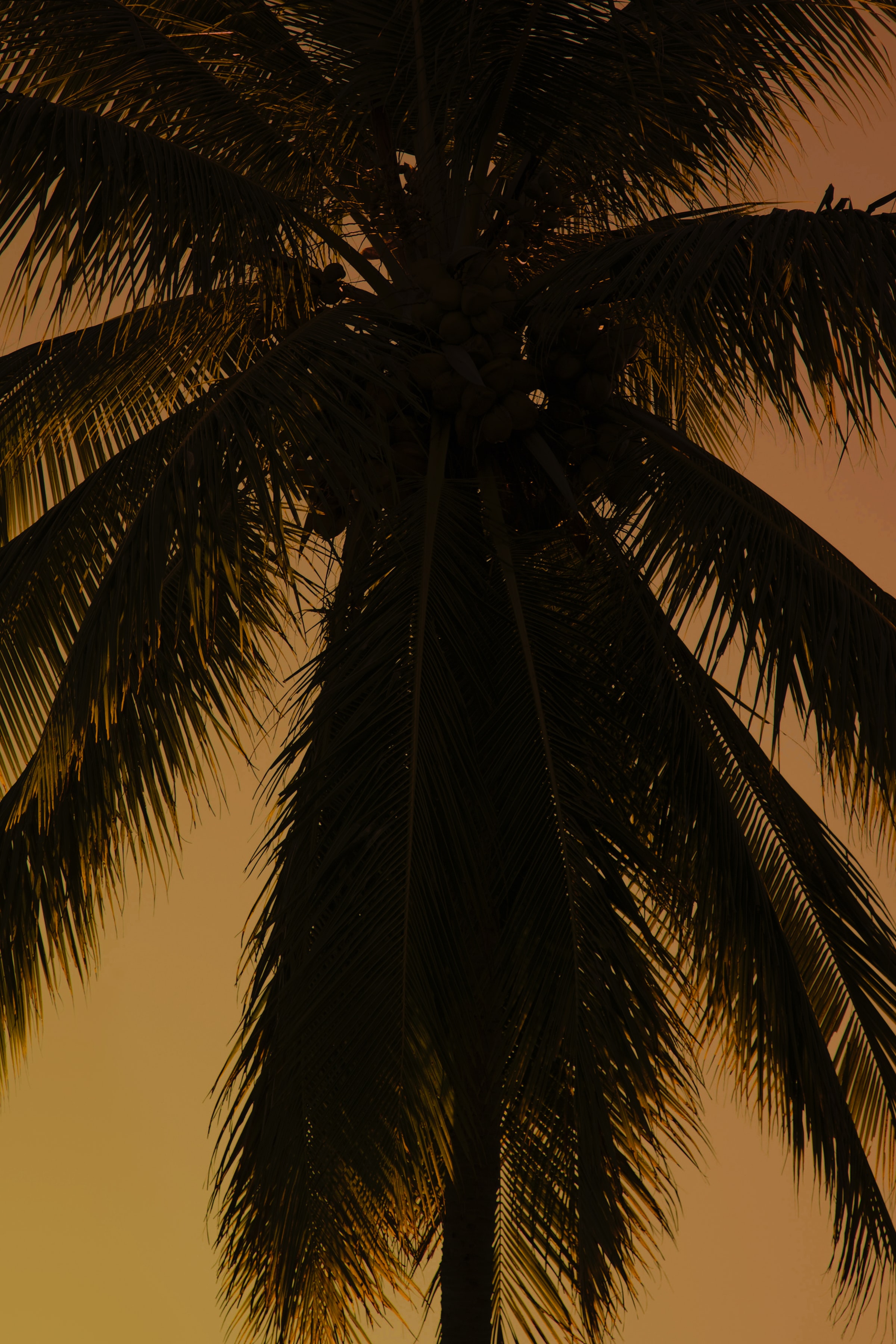 Free download wallpaper Dark, Wood, Tree, Palm, Branches, Plant on your PC desktop