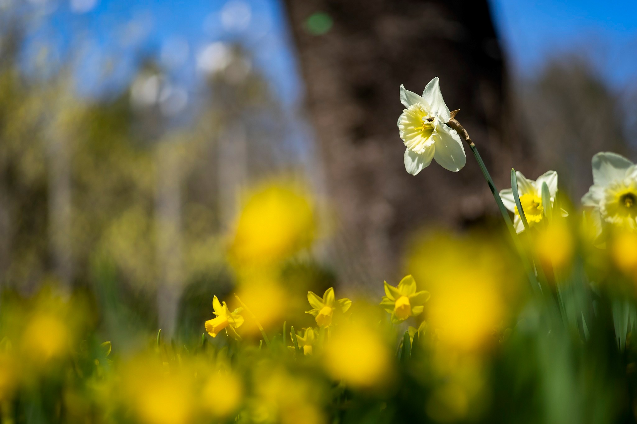 Téléchargez gratuitement l'image Fleurs, Fleur, Se Brouiller, Fleur Jaune, Fleur Blanche, Terre/nature, Jonquille sur le bureau de votre PC