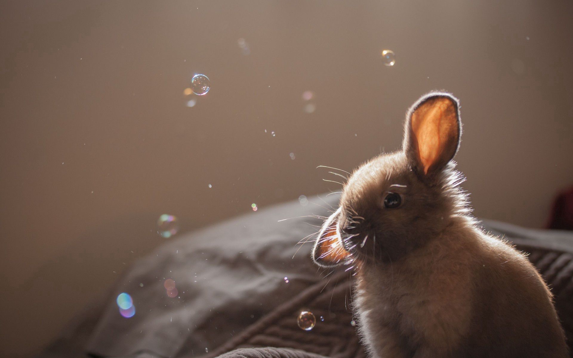 63850 скачать картинку кролик, мыльные пузыри, животные, уши - обои и заставки бесплатно