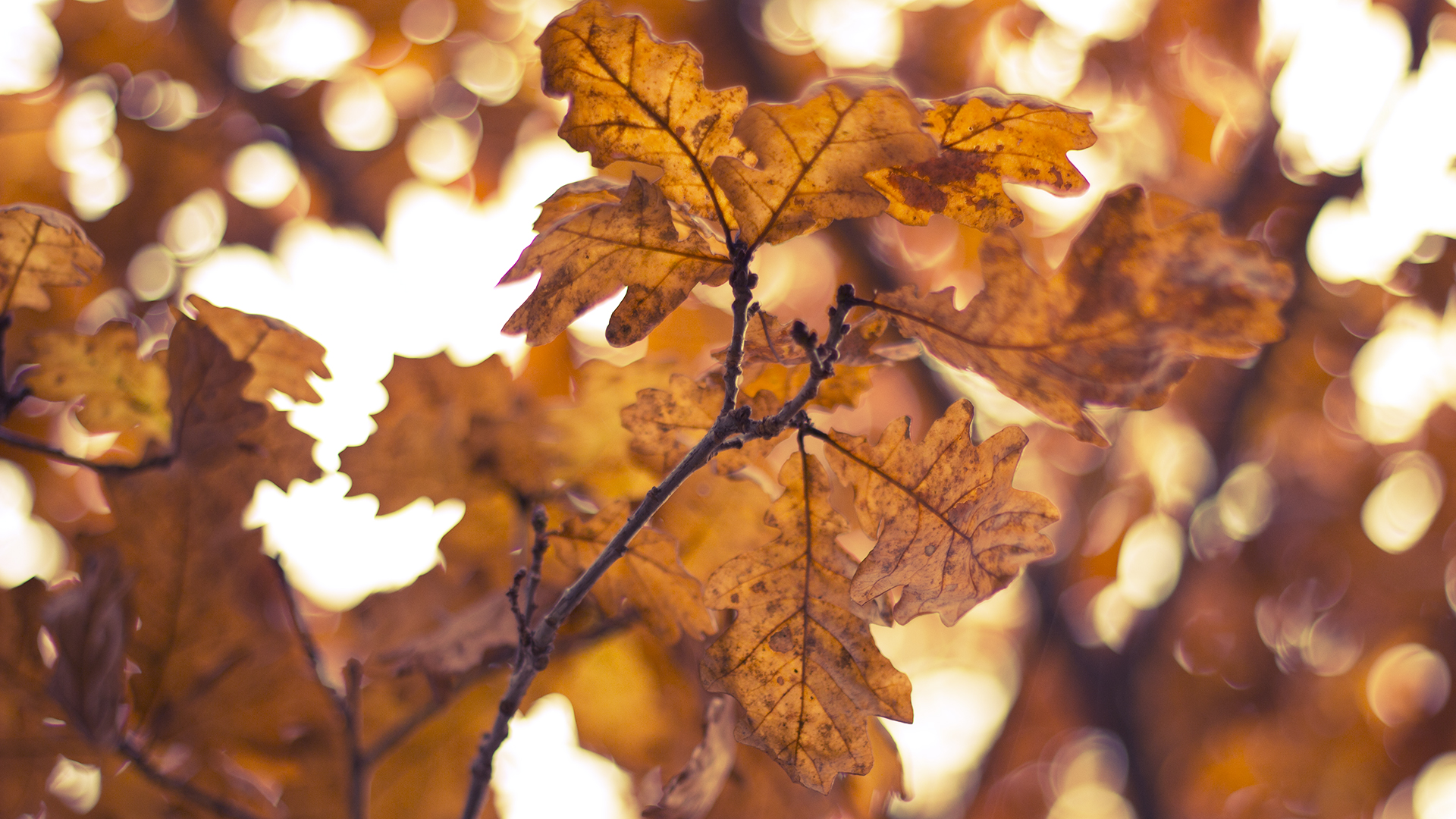 Téléchargez gratuitement l'image Automne, Feuille, Saison, La Nature, Terre/nature sur le bureau de votre PC