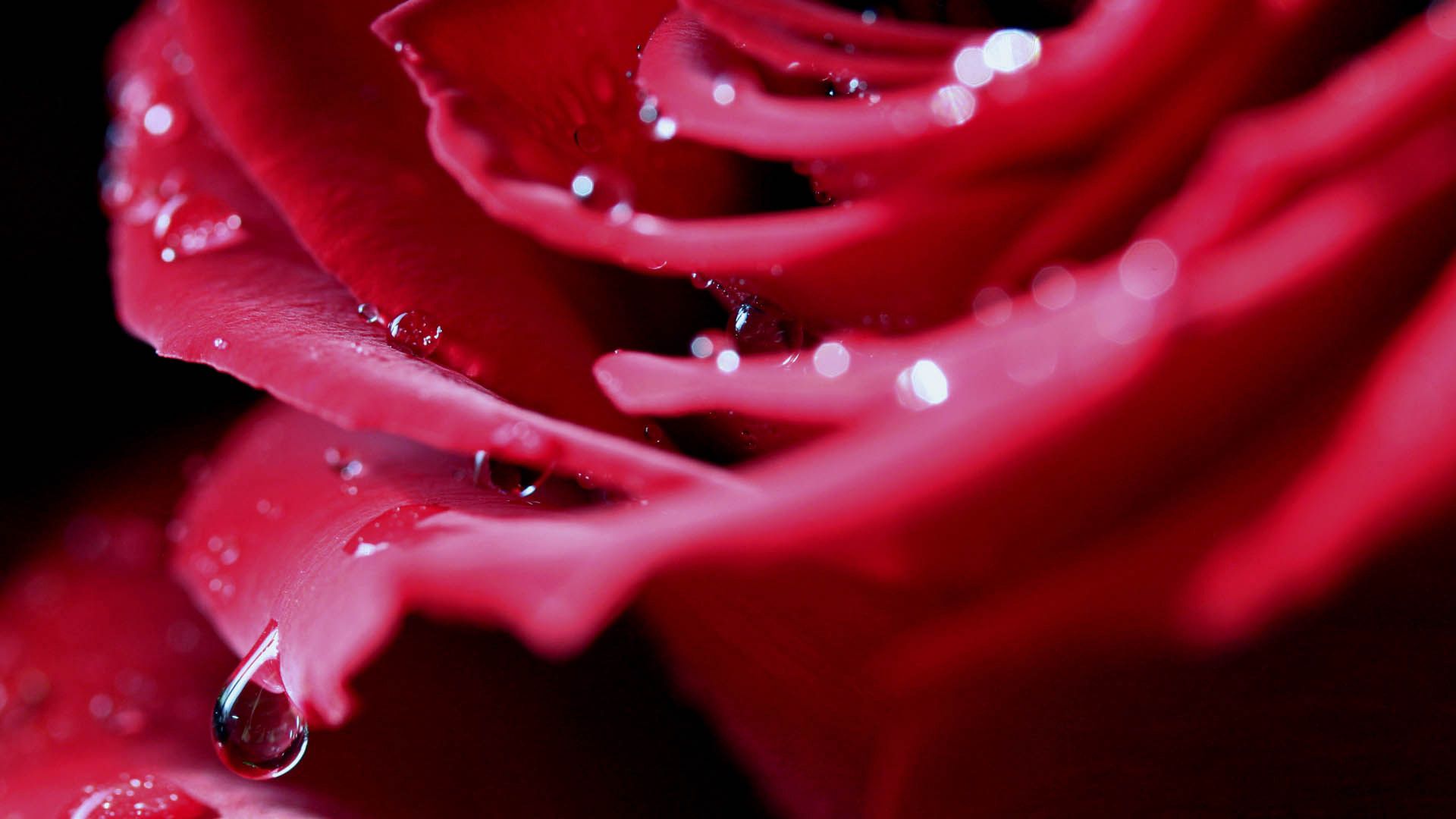 Laden Sie das Drops, Makro, Blütenblätter, Tau, Rose-Bild kostenlos auf Ihren PC-Desktop herunter