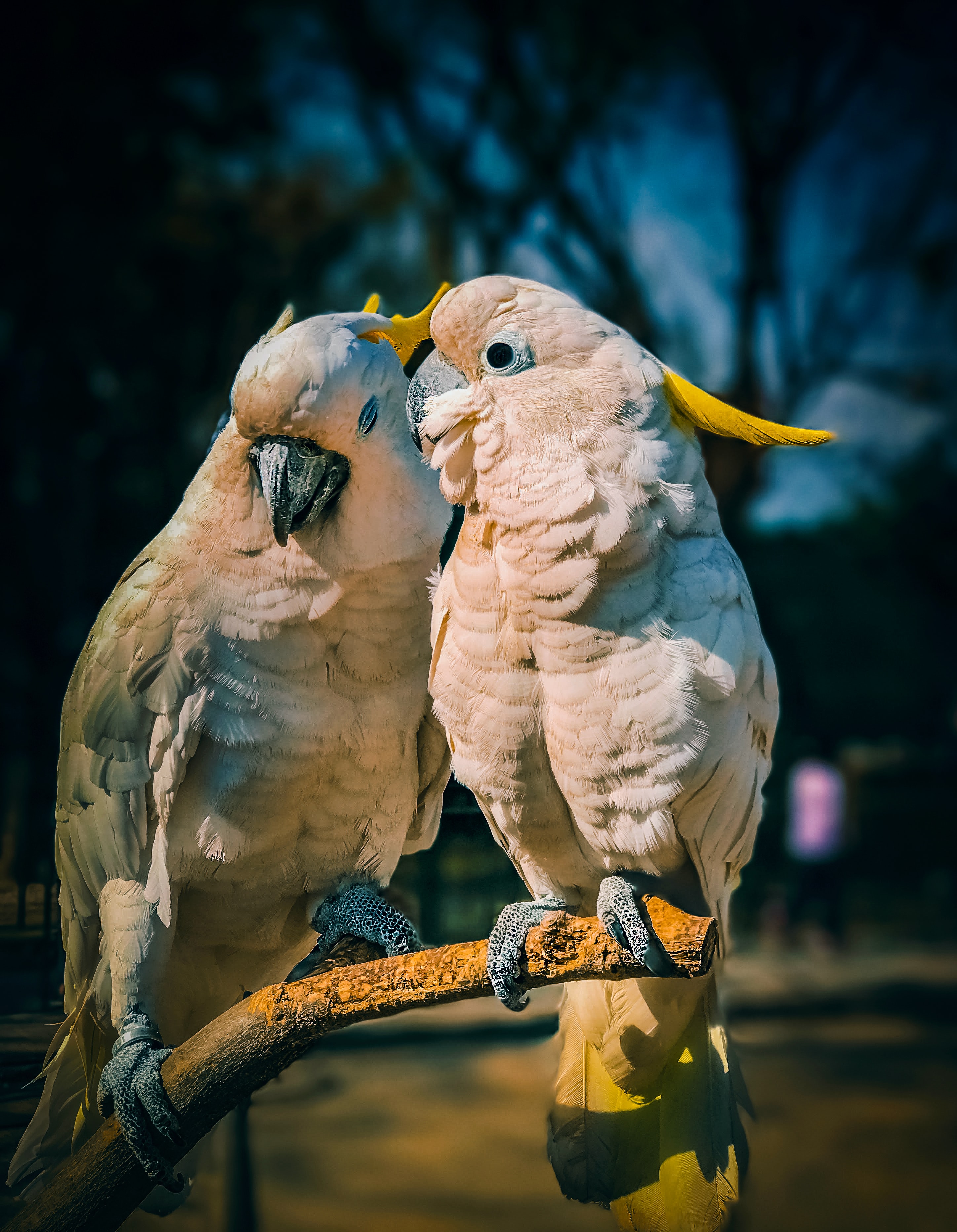 birds, love, parrots, animals, cockatoo HD wallpaper