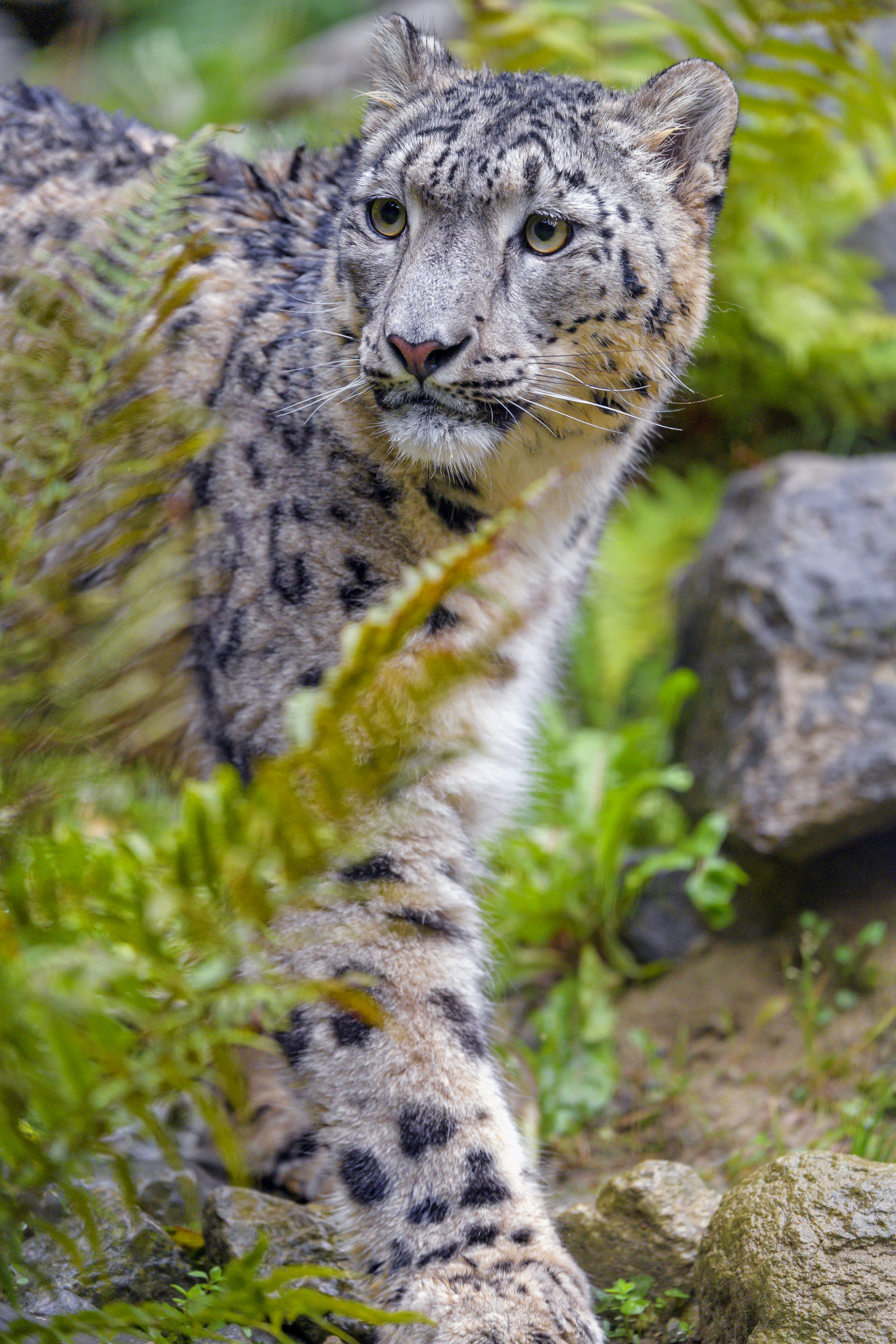 63535 baixar papel de parede animais, snow leopard, predator, predador, gato grande, visão, opinião, irbis - protetores de tela e imagens gratuitamente
