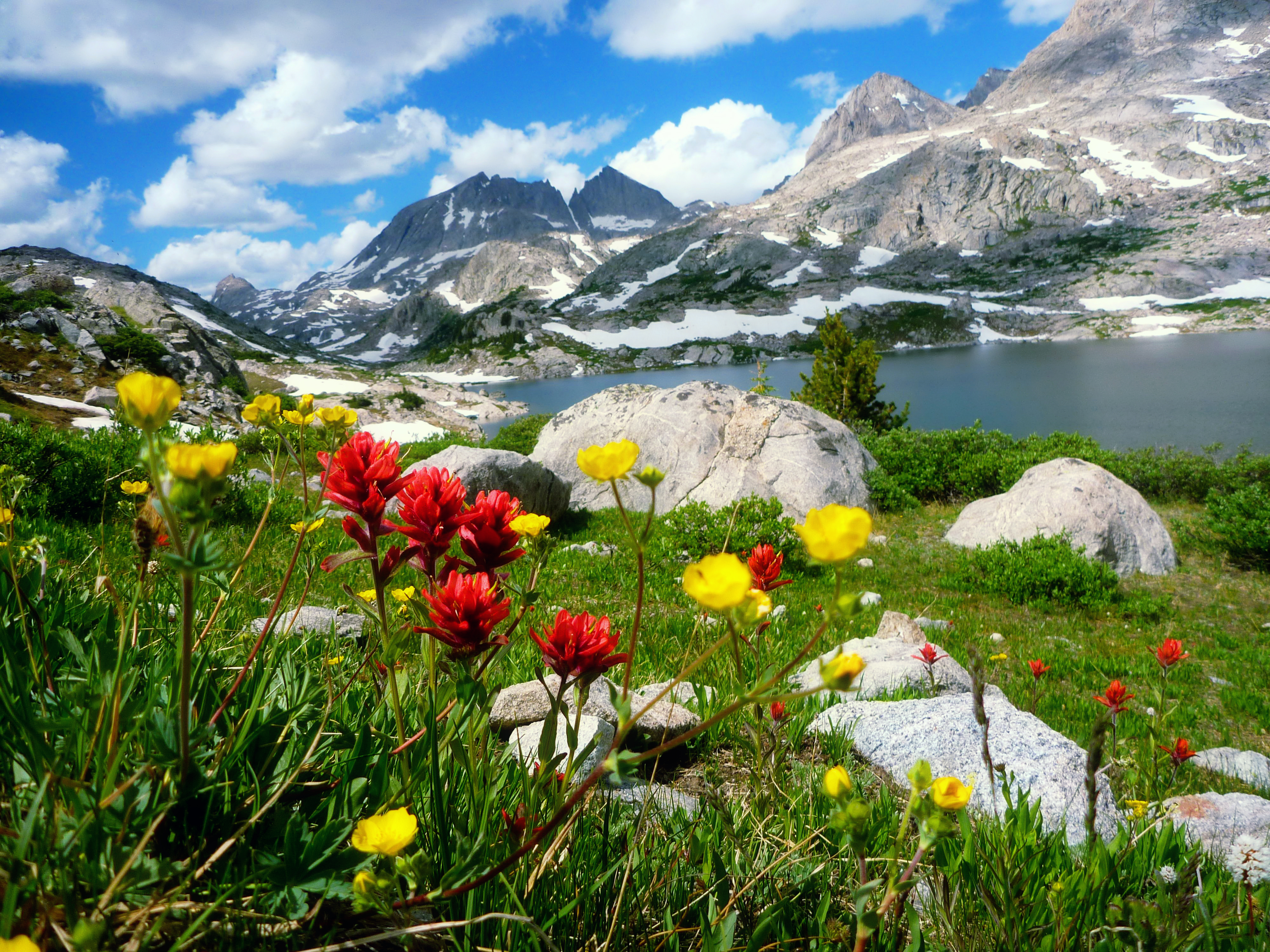 Free download wallpaper Landscape, Mountain, Flower, Earth on your PC desktop
