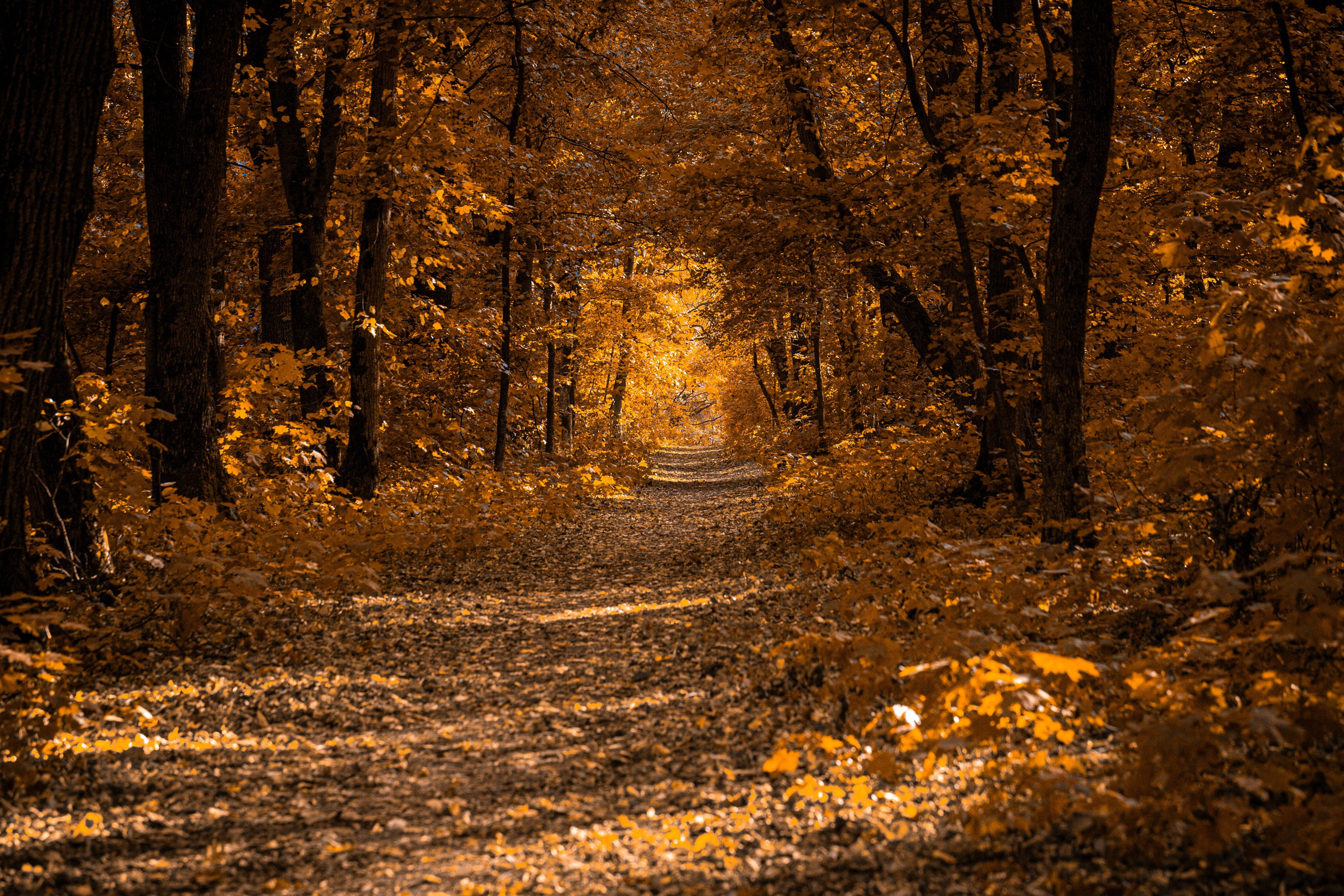 Free download wallpaper Nature, Forest, Leaf, Fall, Earth, Path on your PC desktop