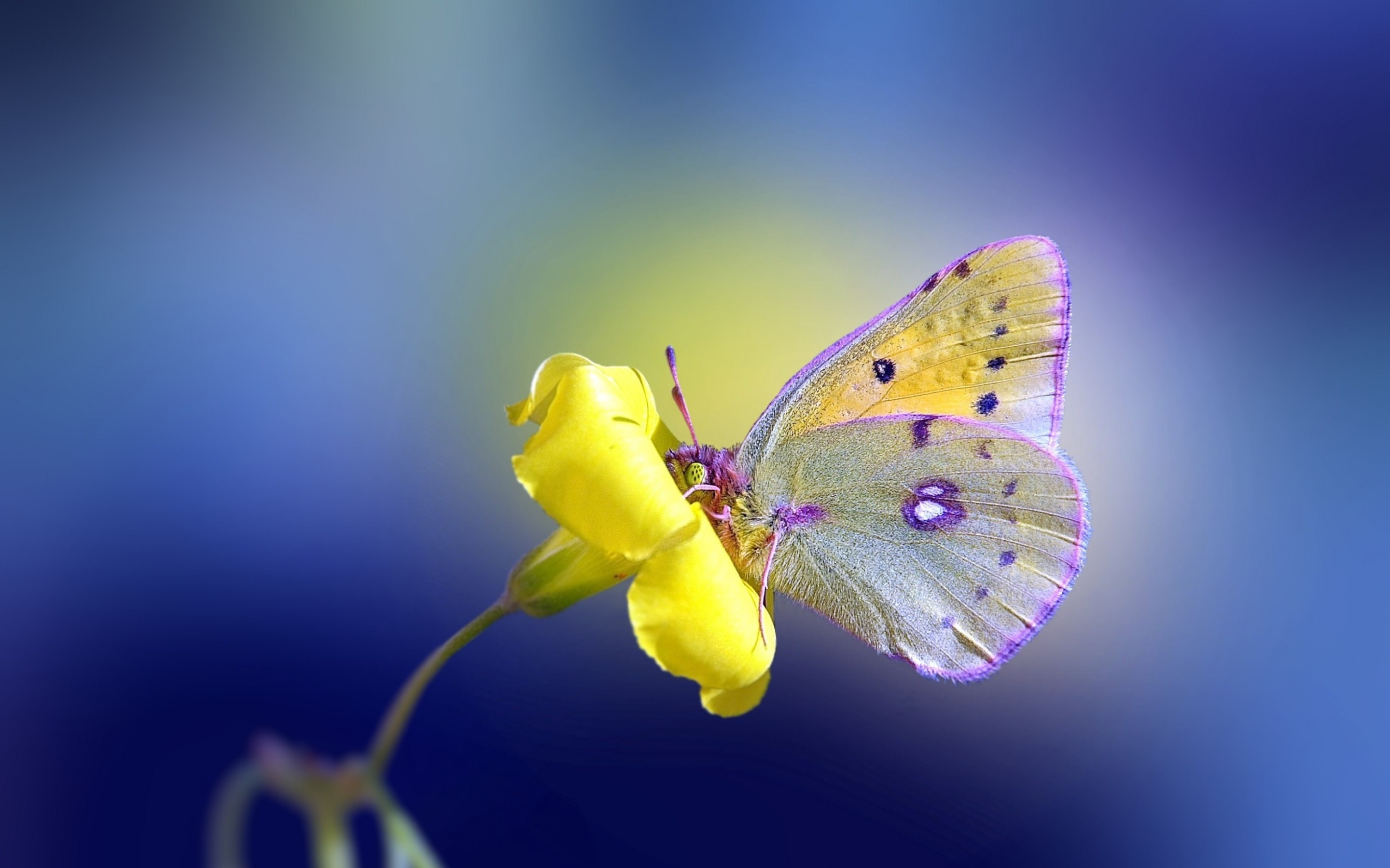Download mobile wallpaper Flower, Butterfly, Animal for free.