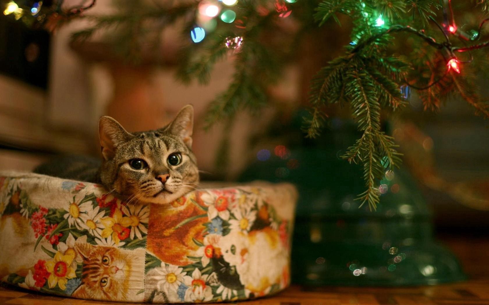 Handy-Wallpaper Box, Tiere, Sitzen, Der Kater, Katze, Schnauze, Weihnachten kostenlos herunterladen.