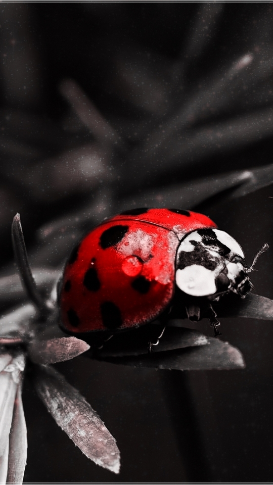 Download mobile wallpaper Nature, Ladybug, Quote, Bug, Misc for free.