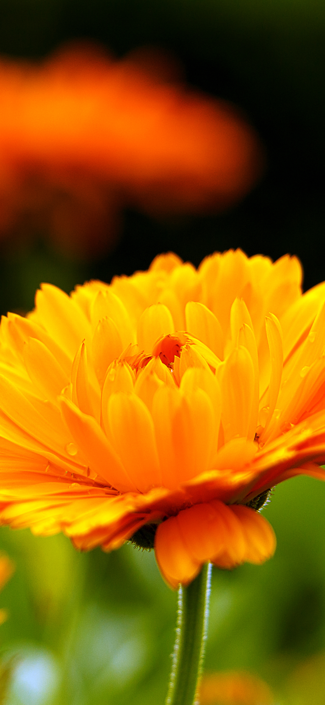 Download mobile wallpaper Nature, Flowers, Flower, Earth, Marigold, Yellow Flower for free.