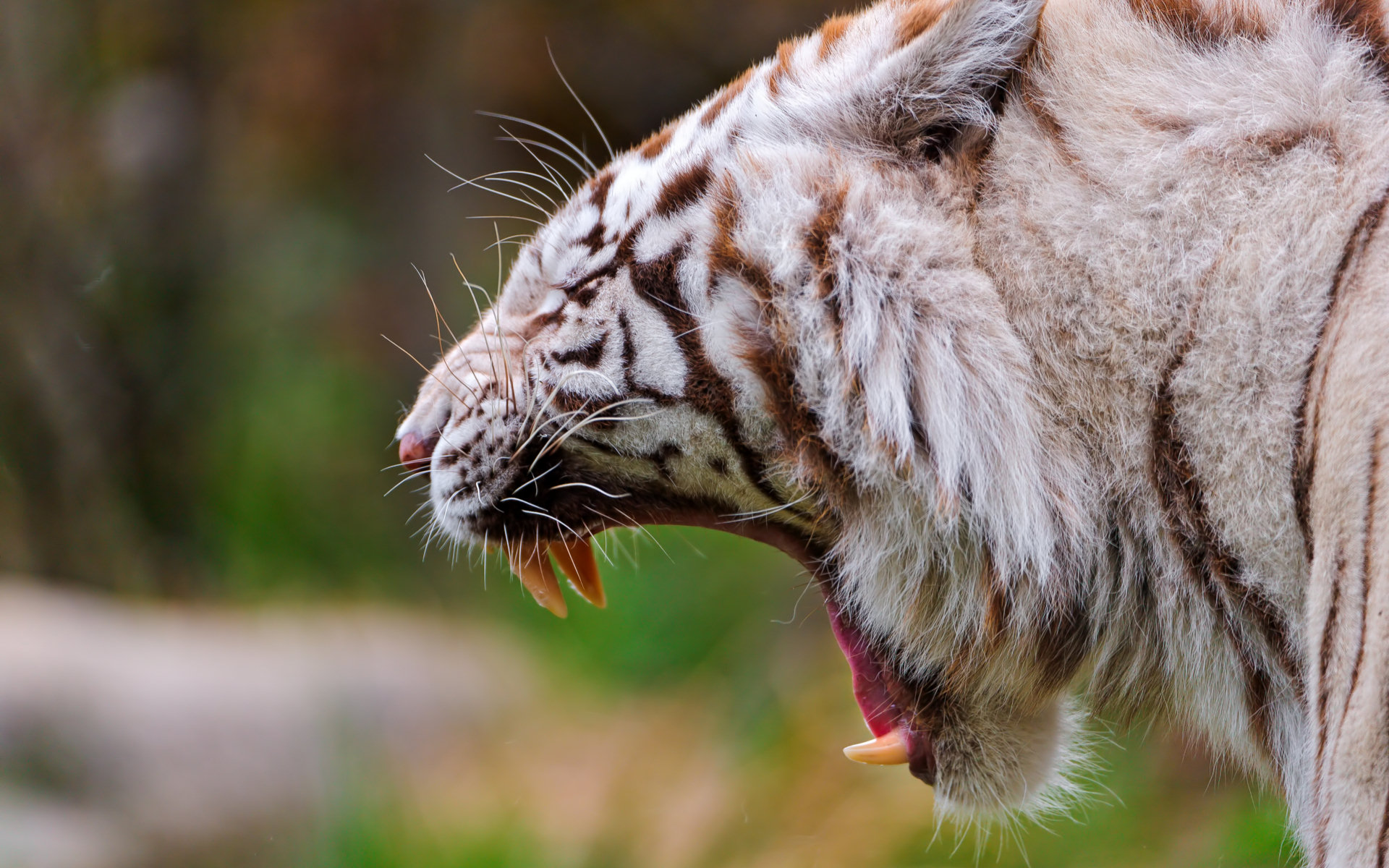 Descarga gratuita de fondo de pantalla para móvil de Animales, Tigre Blanco.