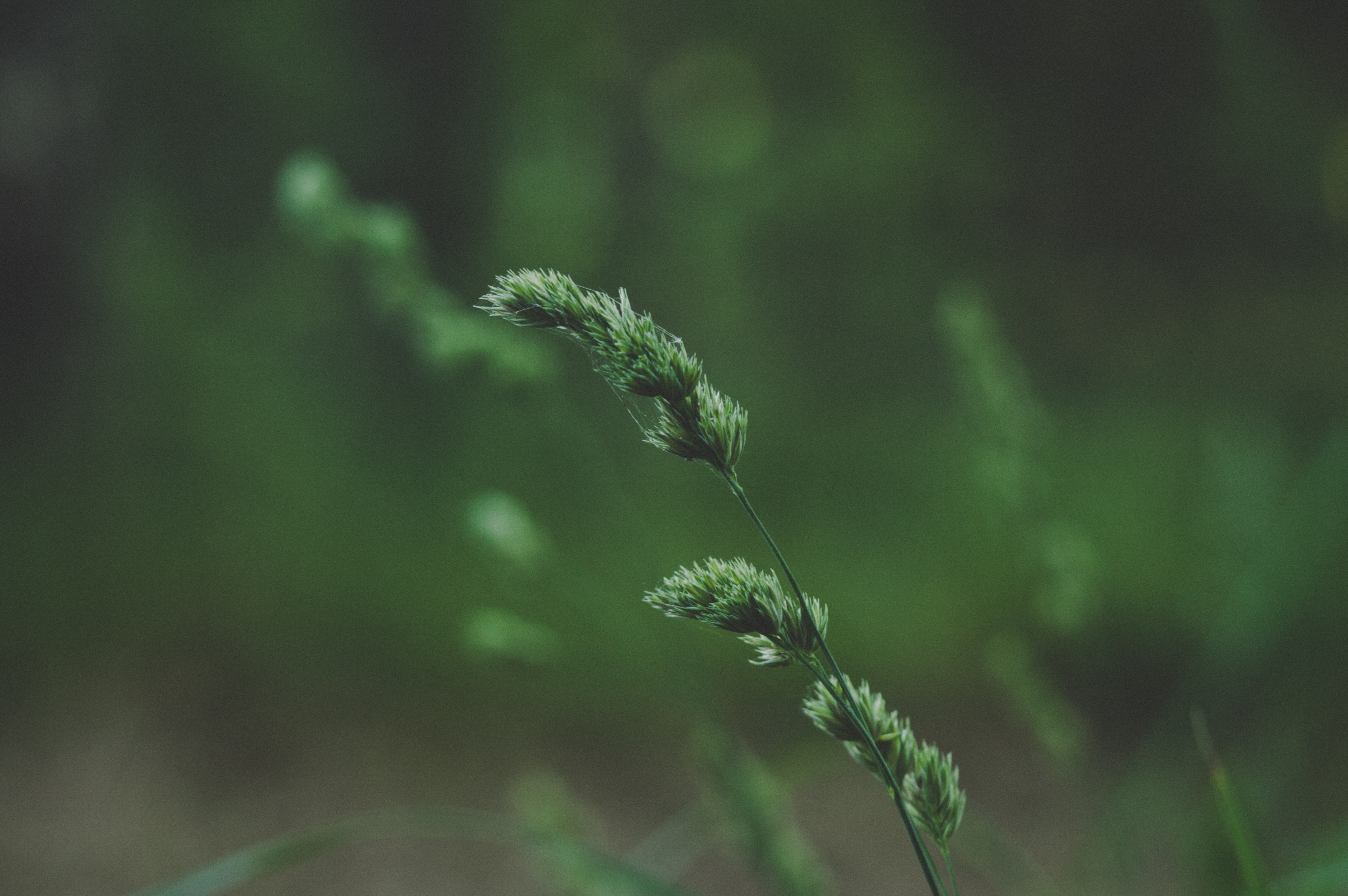 grass, green, plant, macro, stem, stalk, spikelet
