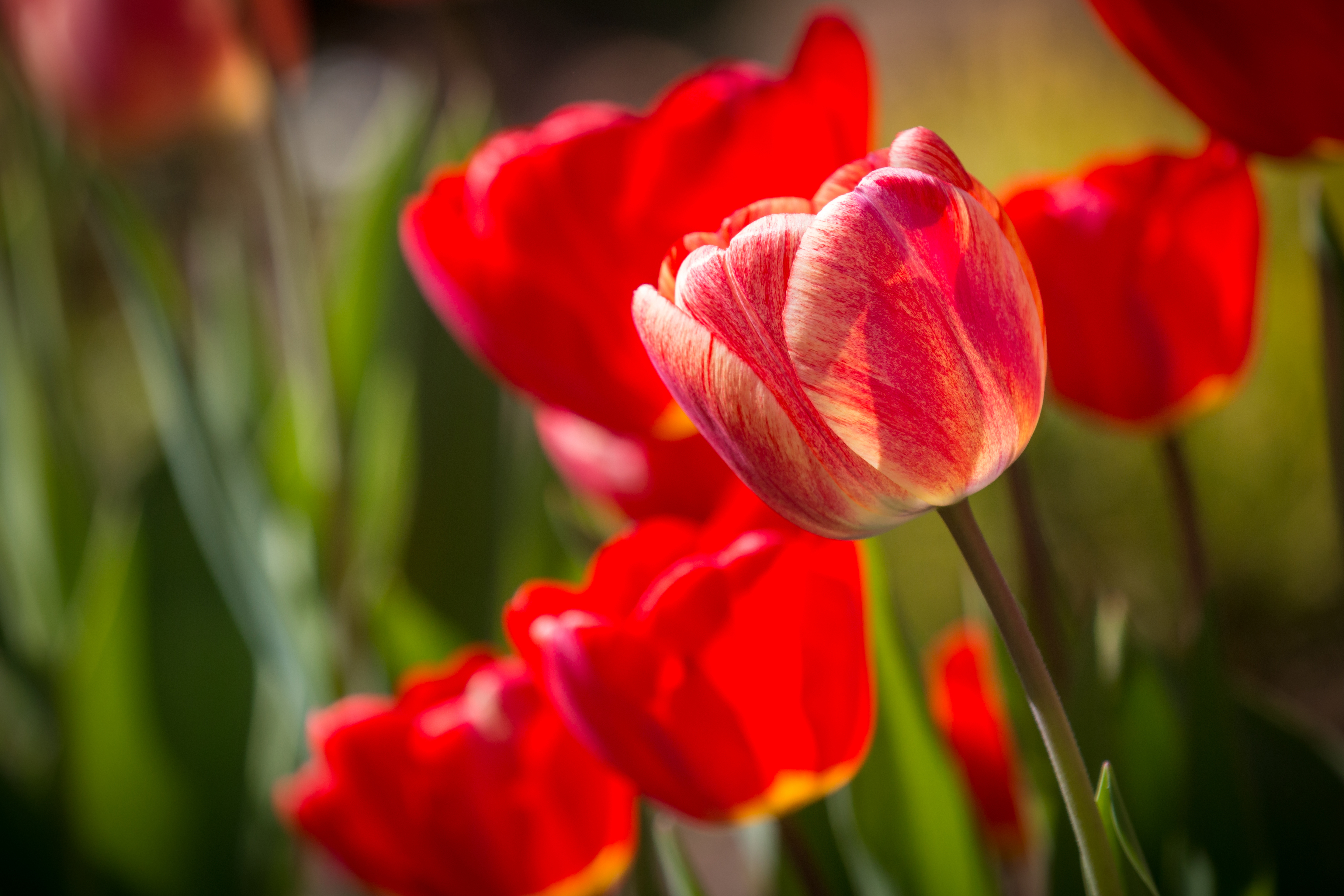 Download mobile wallpaper Nature, Flowers, Summer, Flower, Close Up, Earth, Tulip, Red Flower for free.