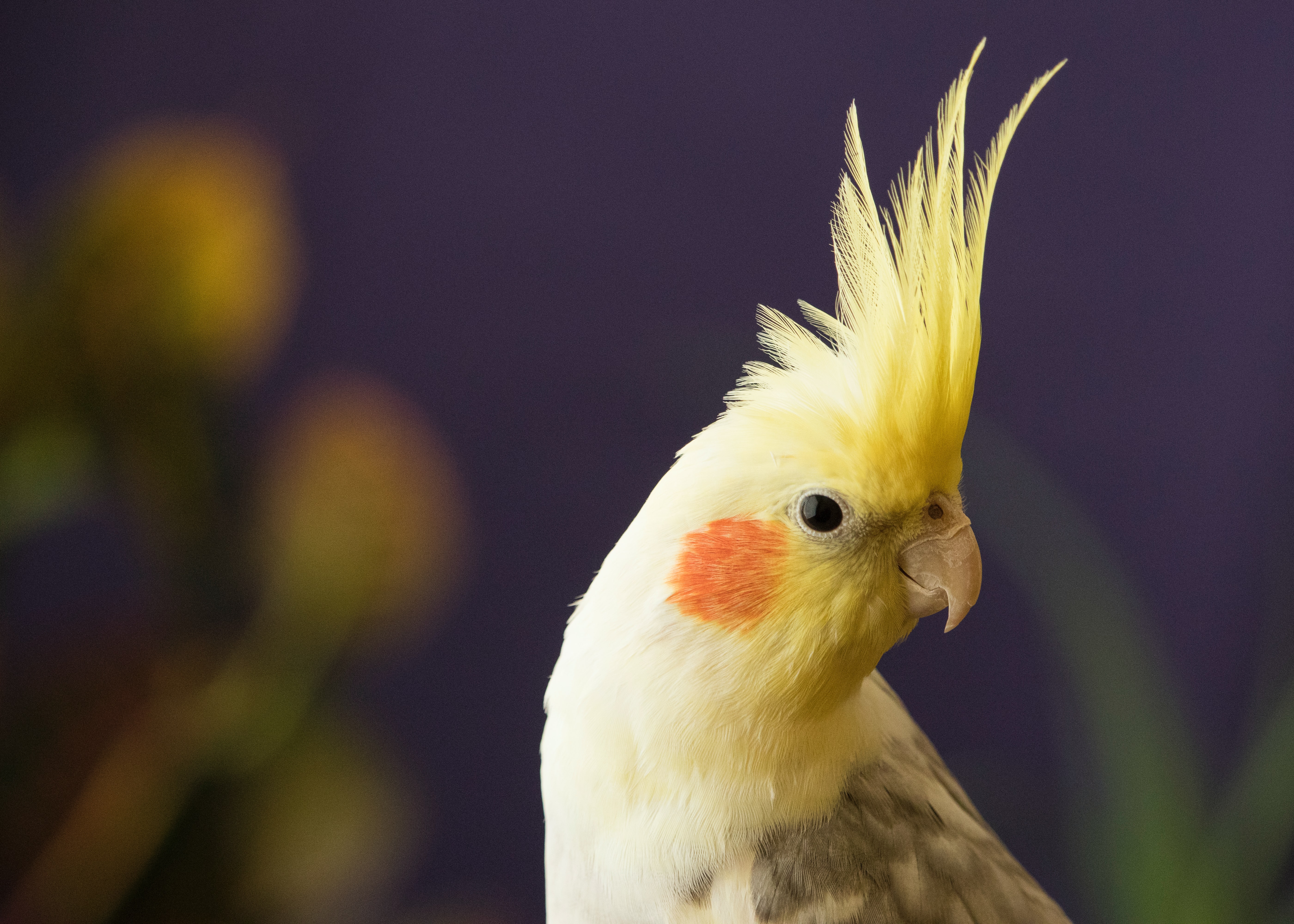 Free download wallpaper Birds, Bird, Animal, Cockatiel on your PC desktop