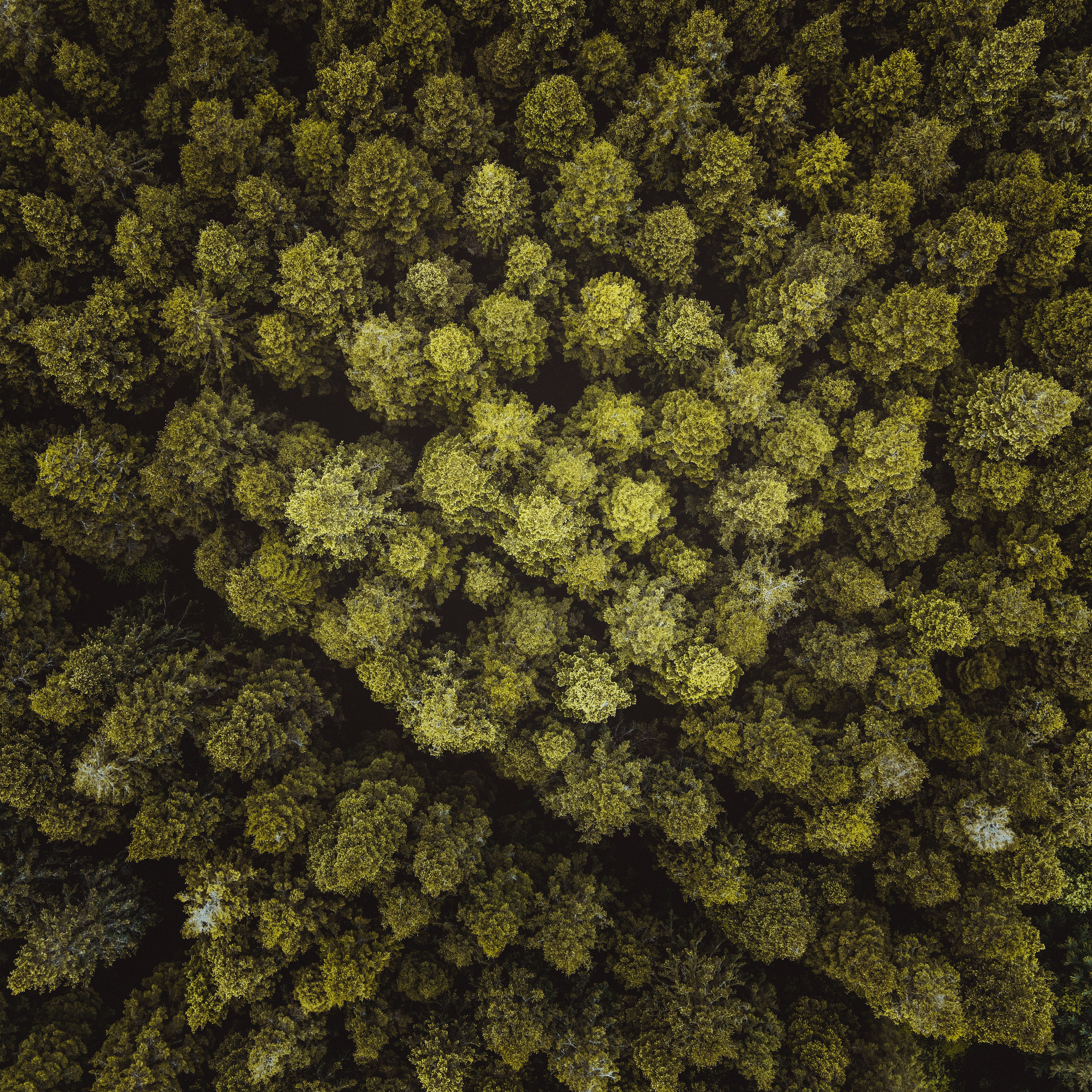 Free download wallpaper Trees, View From Above, Branches, Nature, Forest on your PC desktop
