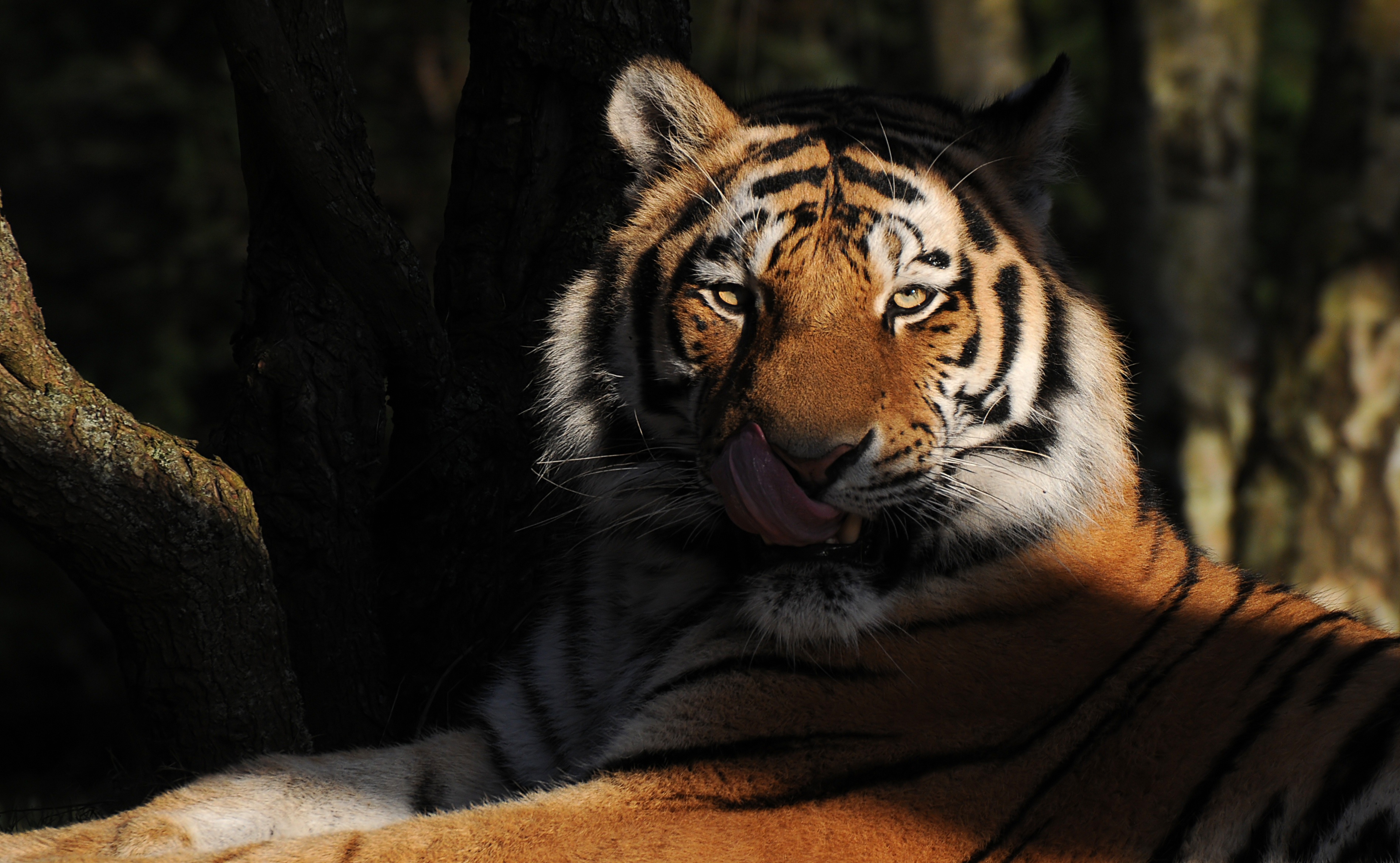 Handy-Wallpaper Tiere, Katzen, Tiger, Starren kostenlos herunterladen.