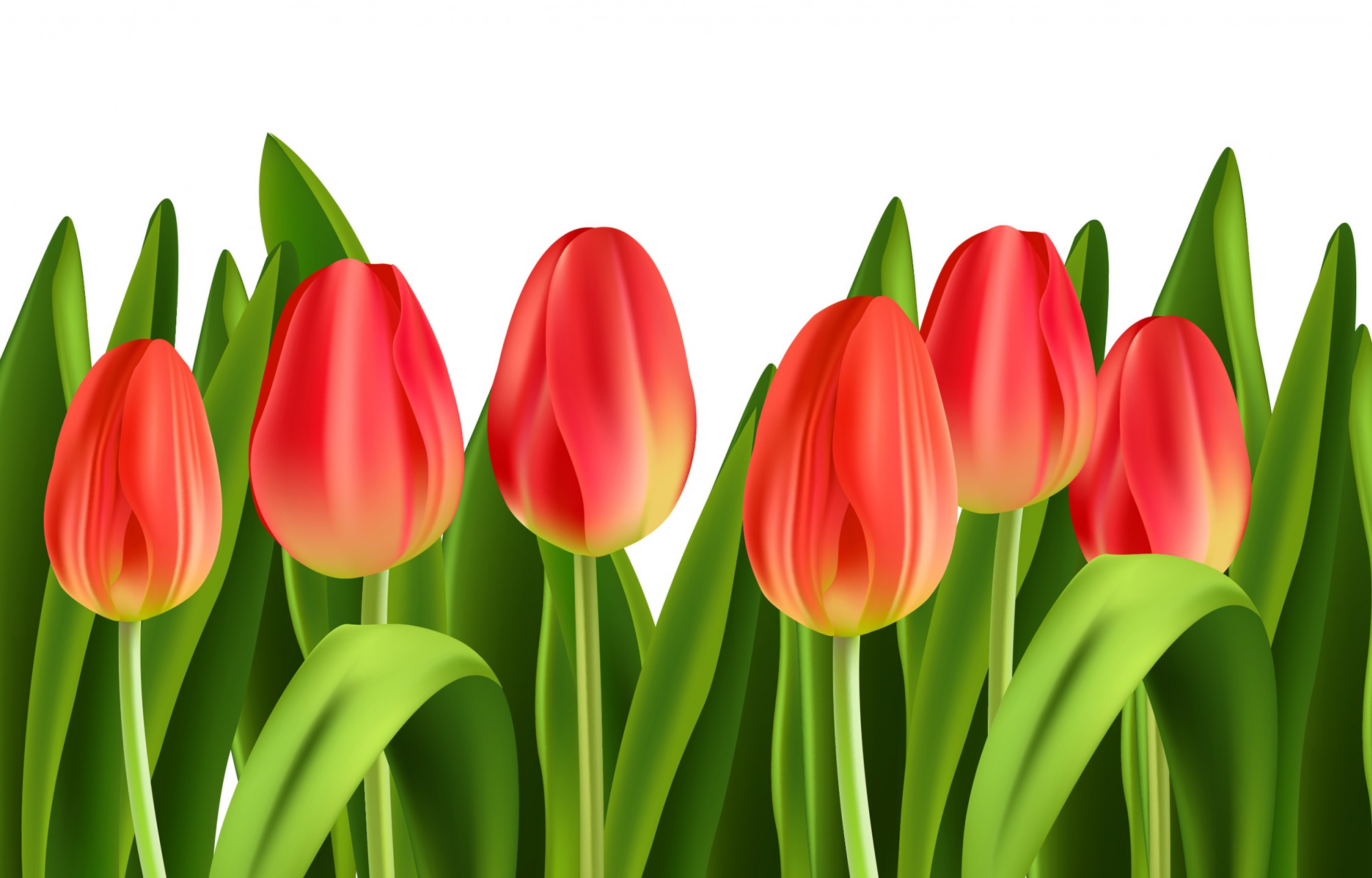 Free download wallpaper Flowers, Earth, Tulip, Orange Flower on your PC desktop