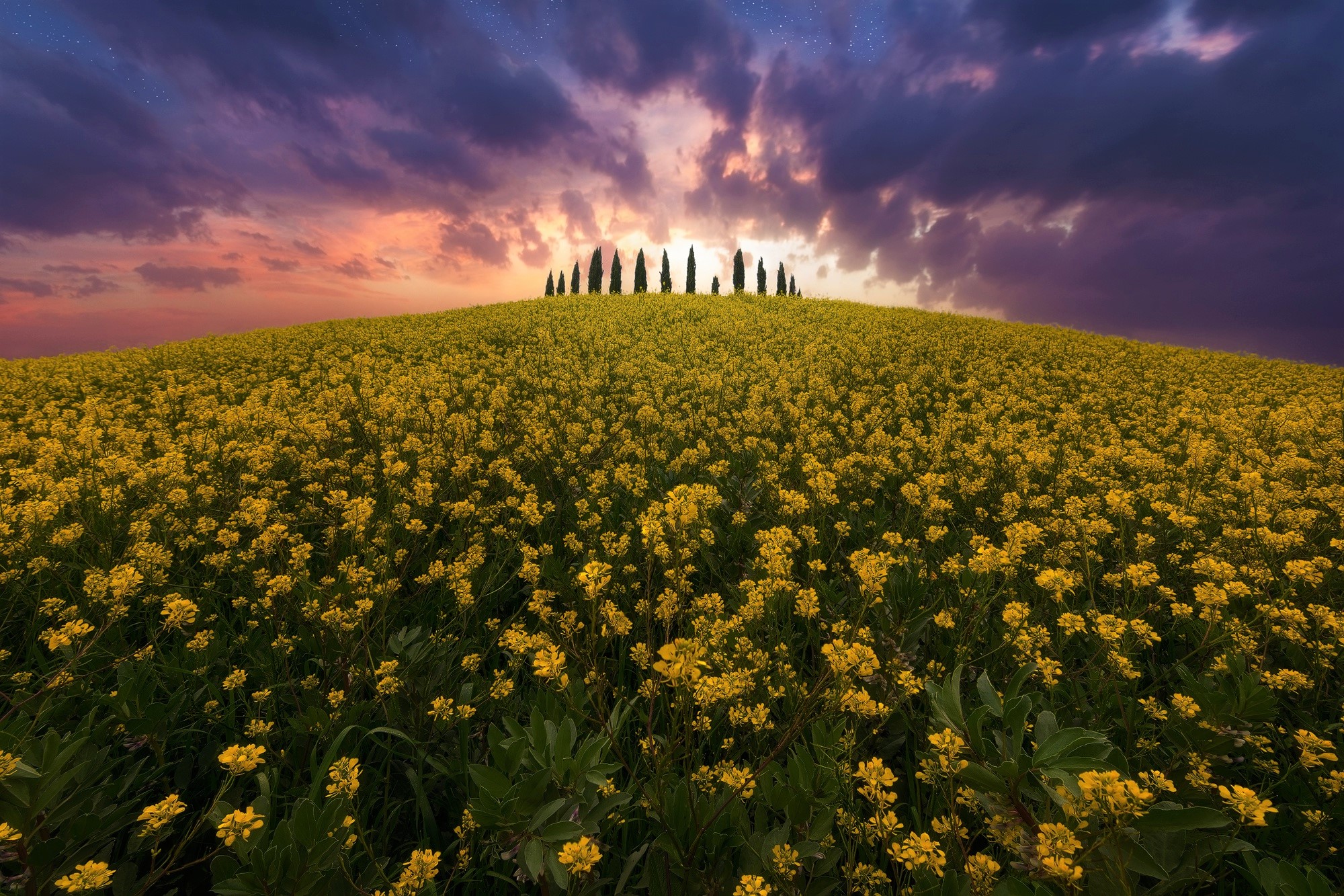 Download mobile wallpaper Flowers, Sunset, Flower, Tree, Earth, Field, Cloud, Tuscany, Yellow Flower, Rapeseed for free.
