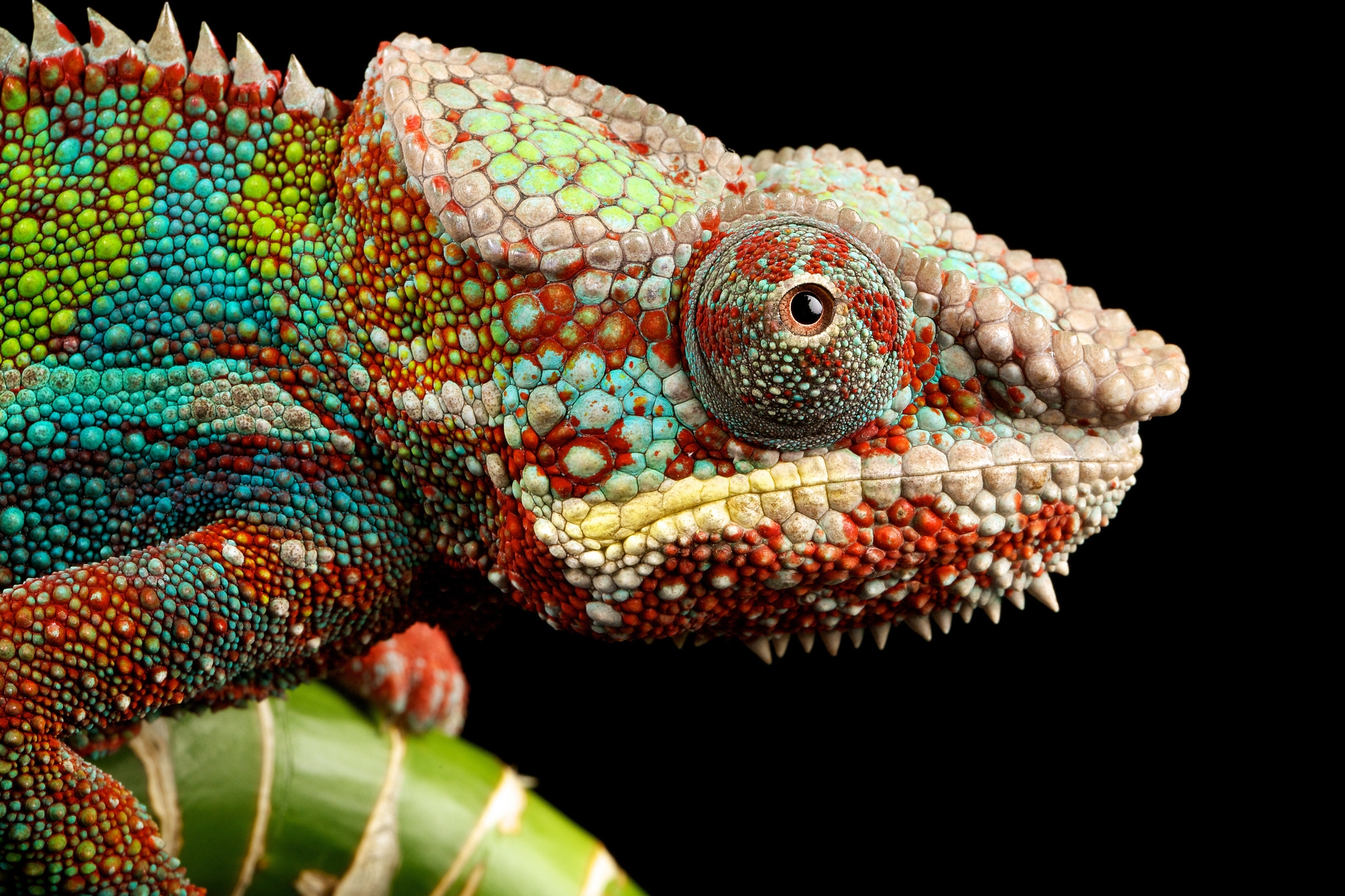Download mobile wallpaper Sight, Opinion, Chameleon, Animals, Reptile for free.