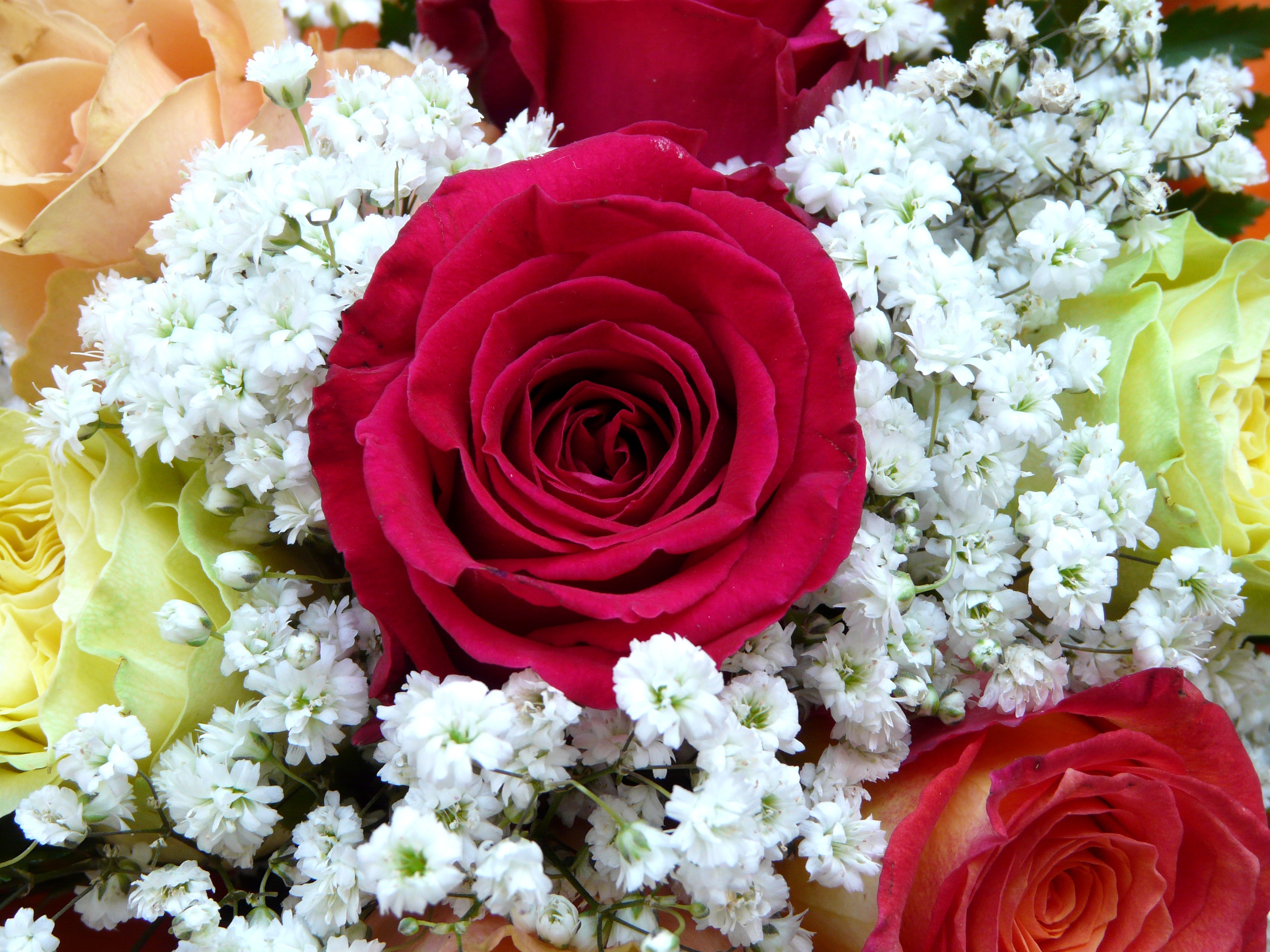 typography, flowers, flower, rose flower, rose, bud, registration, bouquet Full HD