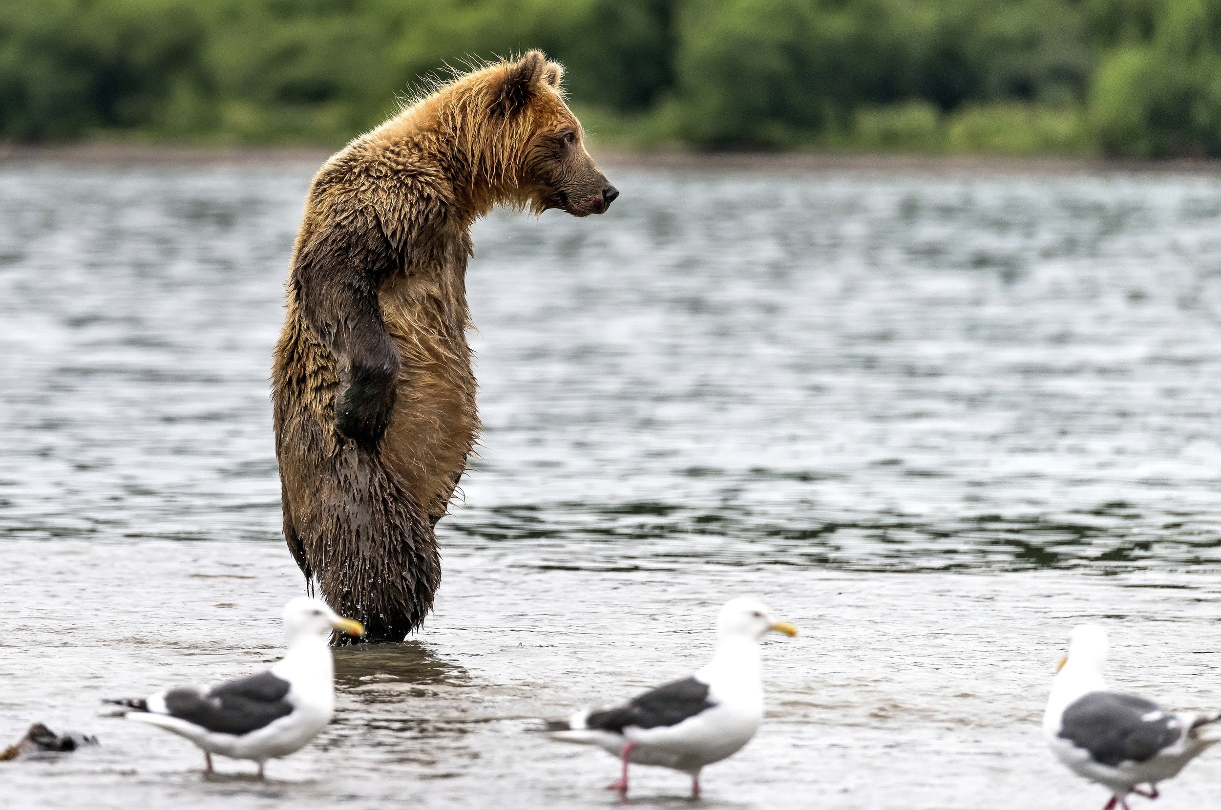Free download wallpaper Bears, Bird, Bear, Animal, Seagull on your PC desktop