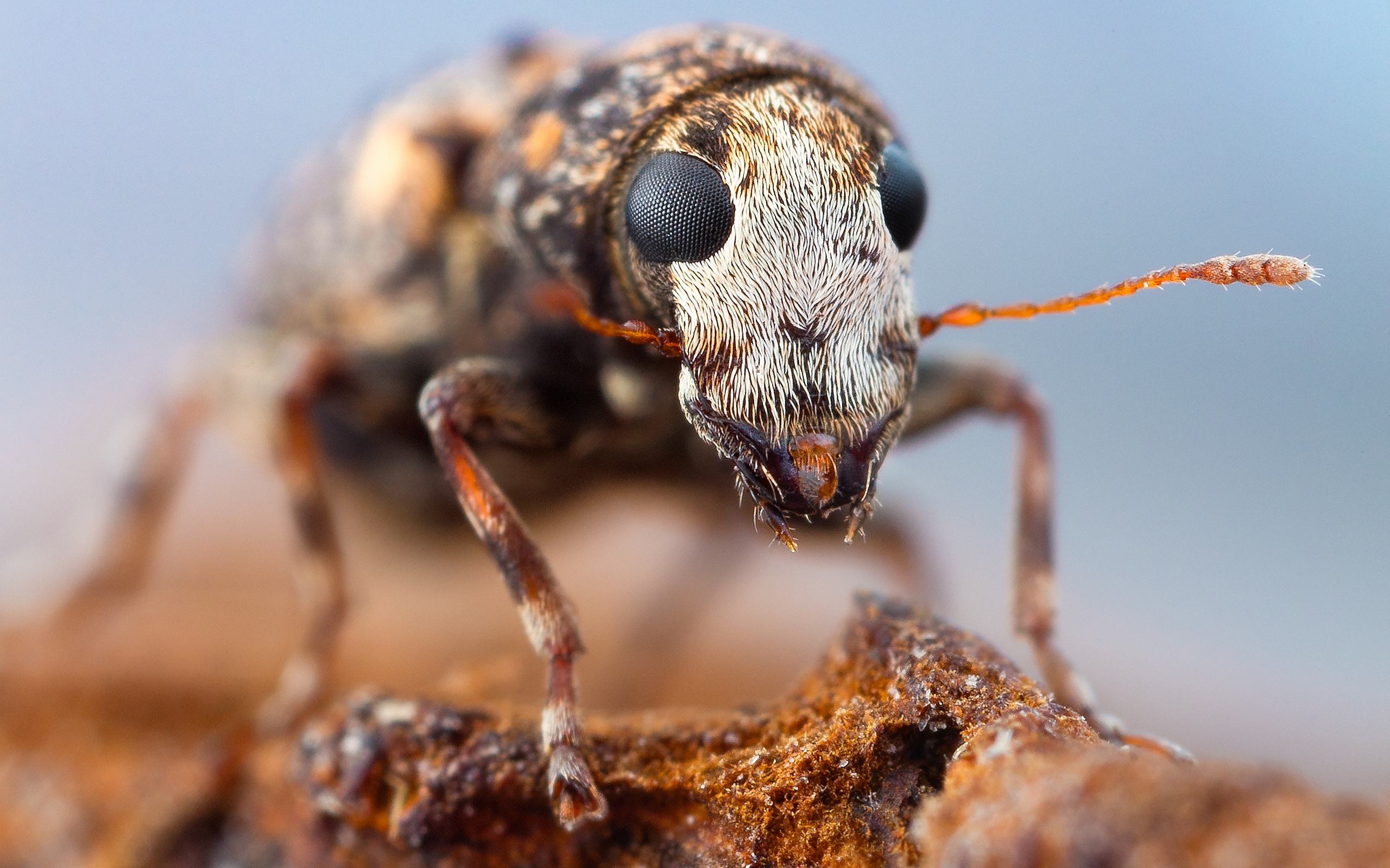 Téléchargez gratuitement l'image Animaux, Insecte sur le bureau de votre PC