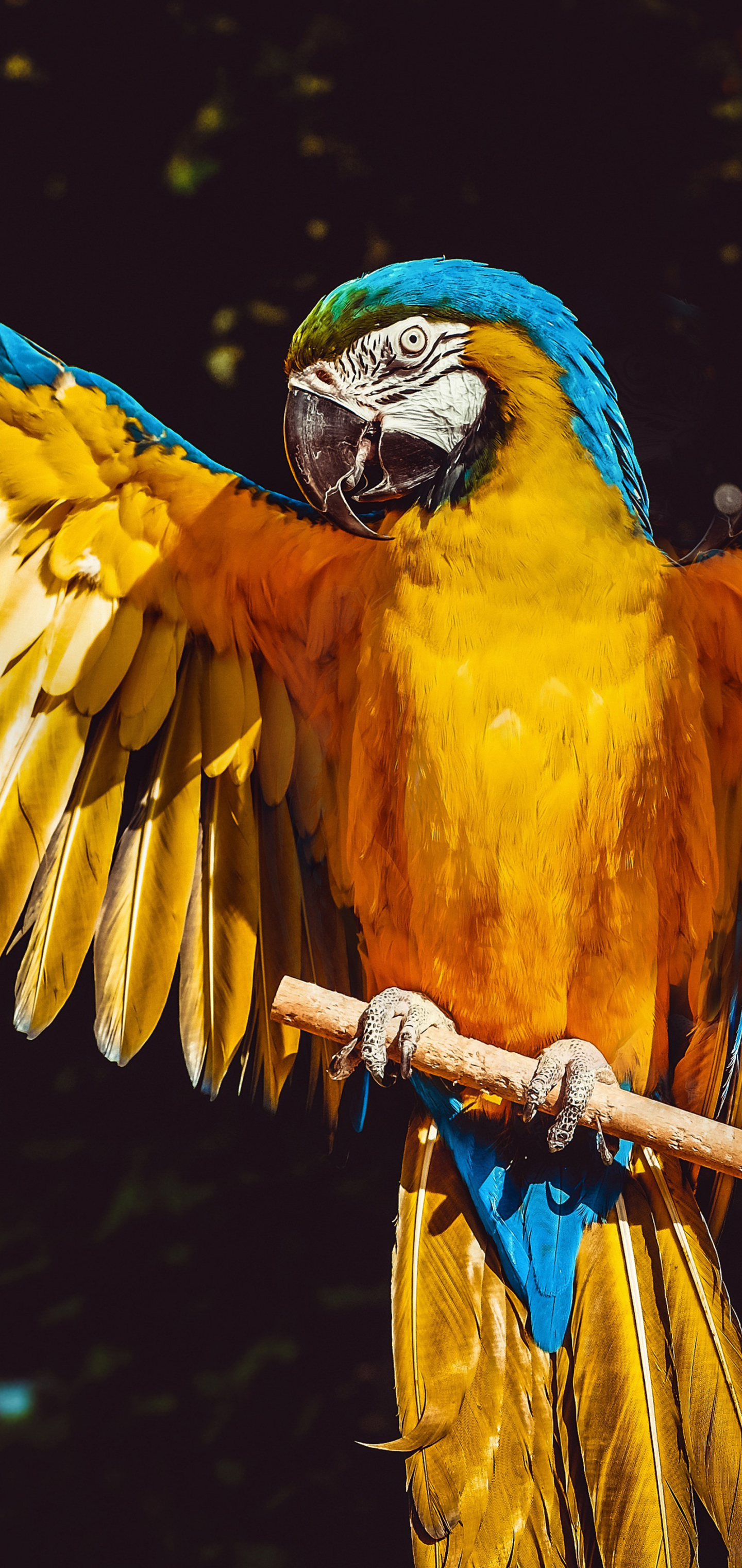 Descarga gratuita de fondo de pantalla para móvil de Animales, Pájaro, Aves, Ave, Loro, Guacamayo Azul Y Amarillo.