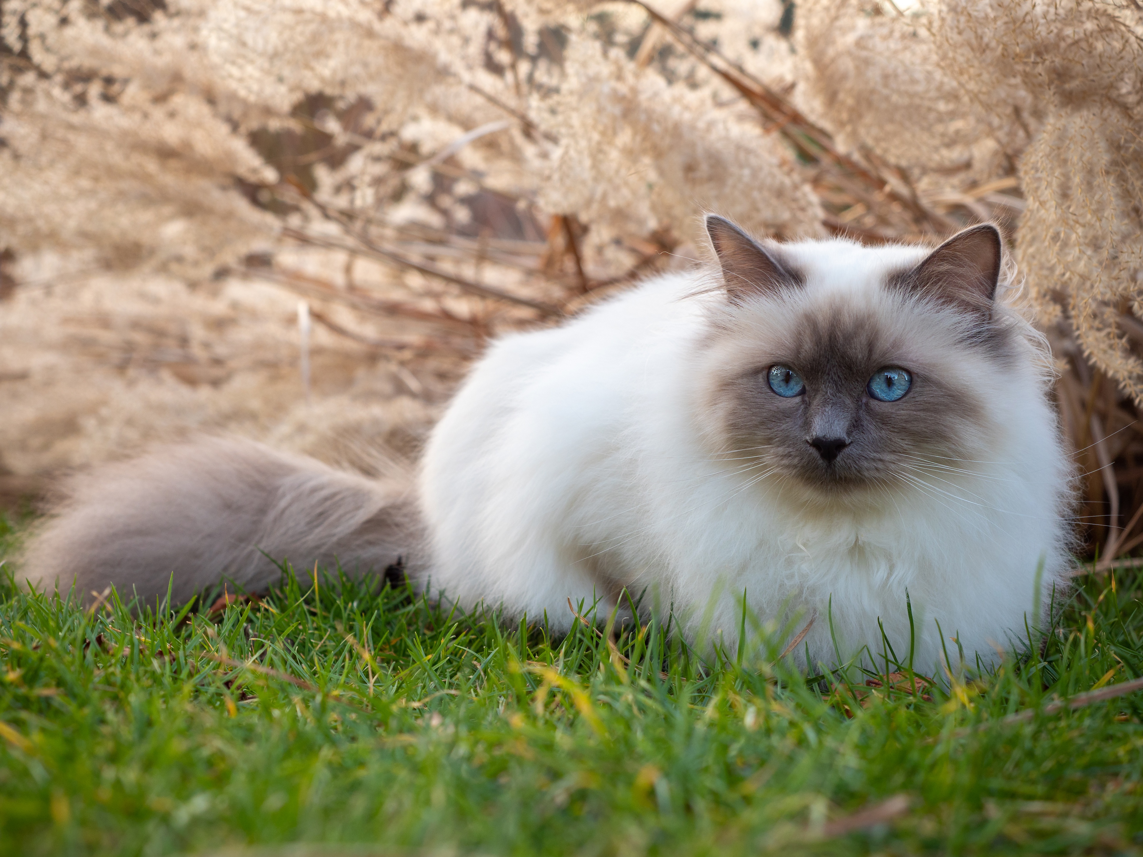 Baixar papel de parede para celular de Animais, Gatos, Gato gratuito.