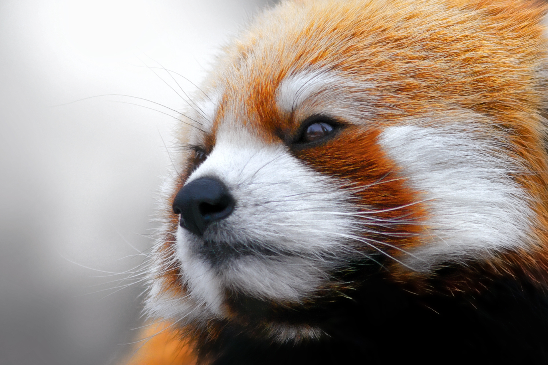 156451 descargar imagen animales, bozal, lana, panda rojo: fondos de pantalla y protectores de pantalla gratis
