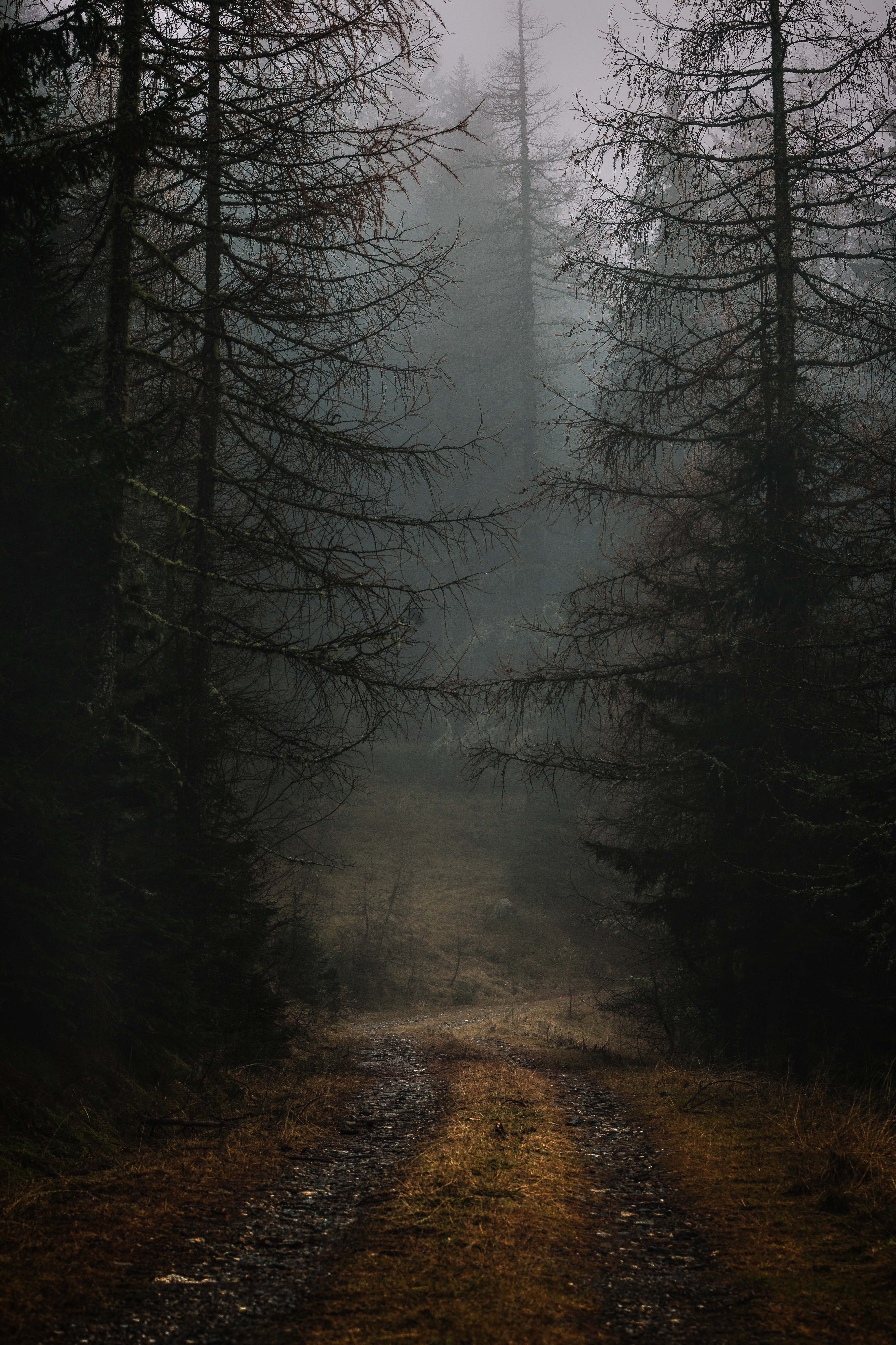 fog, autumn, nature, gloomy, trees, forest, branches, path HD wallpaper