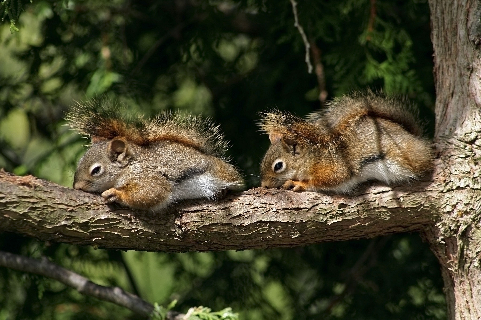 Download mobile wallpaper Wood, Lie, To Lie Down, Tree, Animals, Branch, Squirrel, Pair, Couple for free.