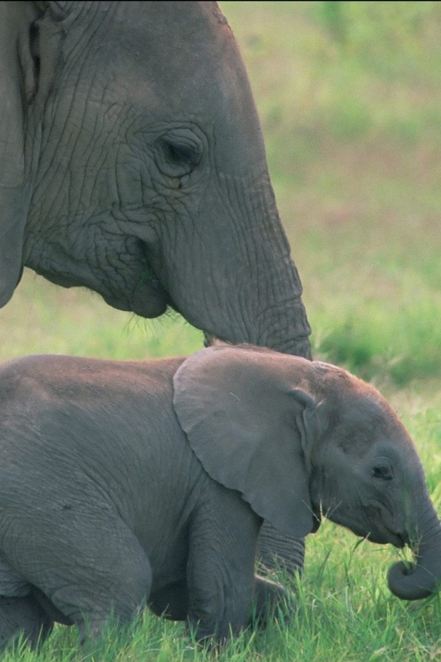 Handy-Wallpaper Tiere, Elefant, Elefanten, Afrikanischer Elefant, Tierbaby kostenlos herunterladen.