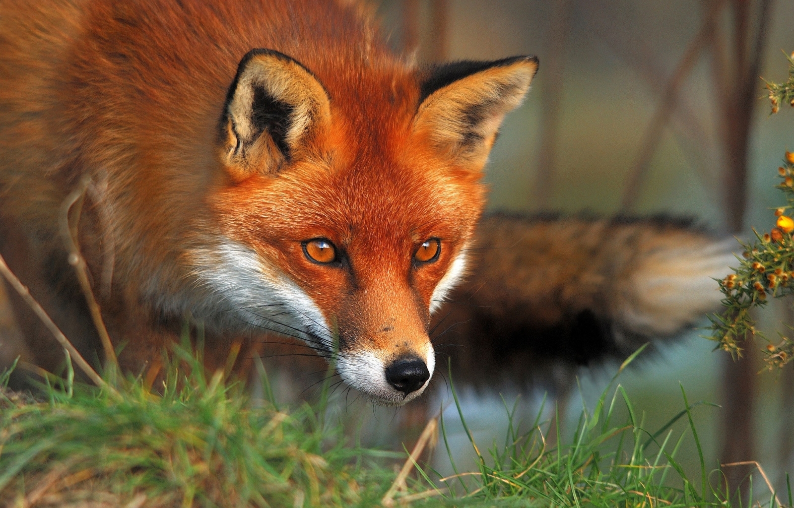 49701 télécharger l'image animaux, fox - fonds d'écran et économiseurs d'écran gratuits