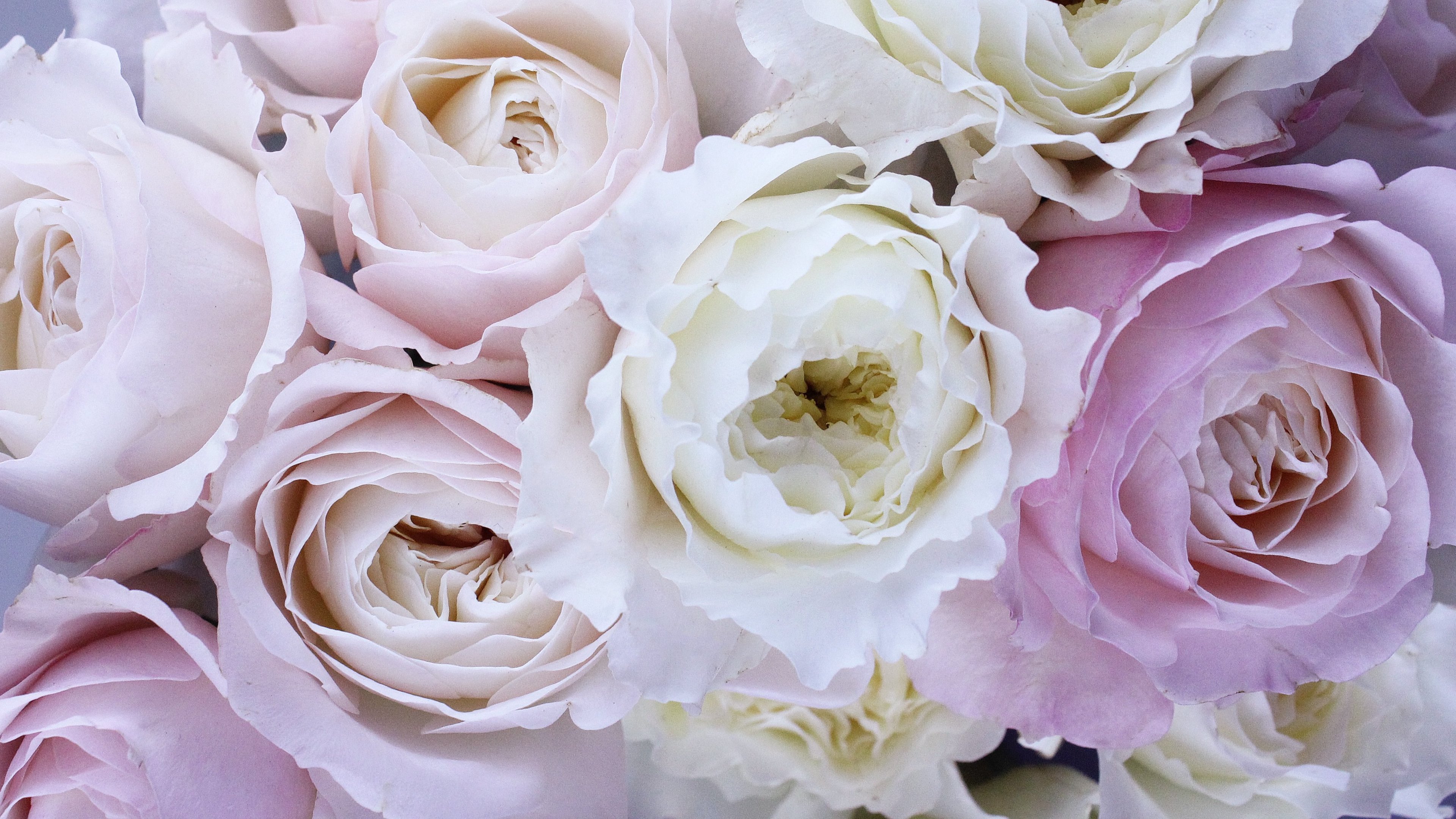 Téléchargez gratuitement l'image Fleurs, Rose, Fleur, Fleur Blanche, Terre/nature, Fleur Rose sur le bureau de votre PC