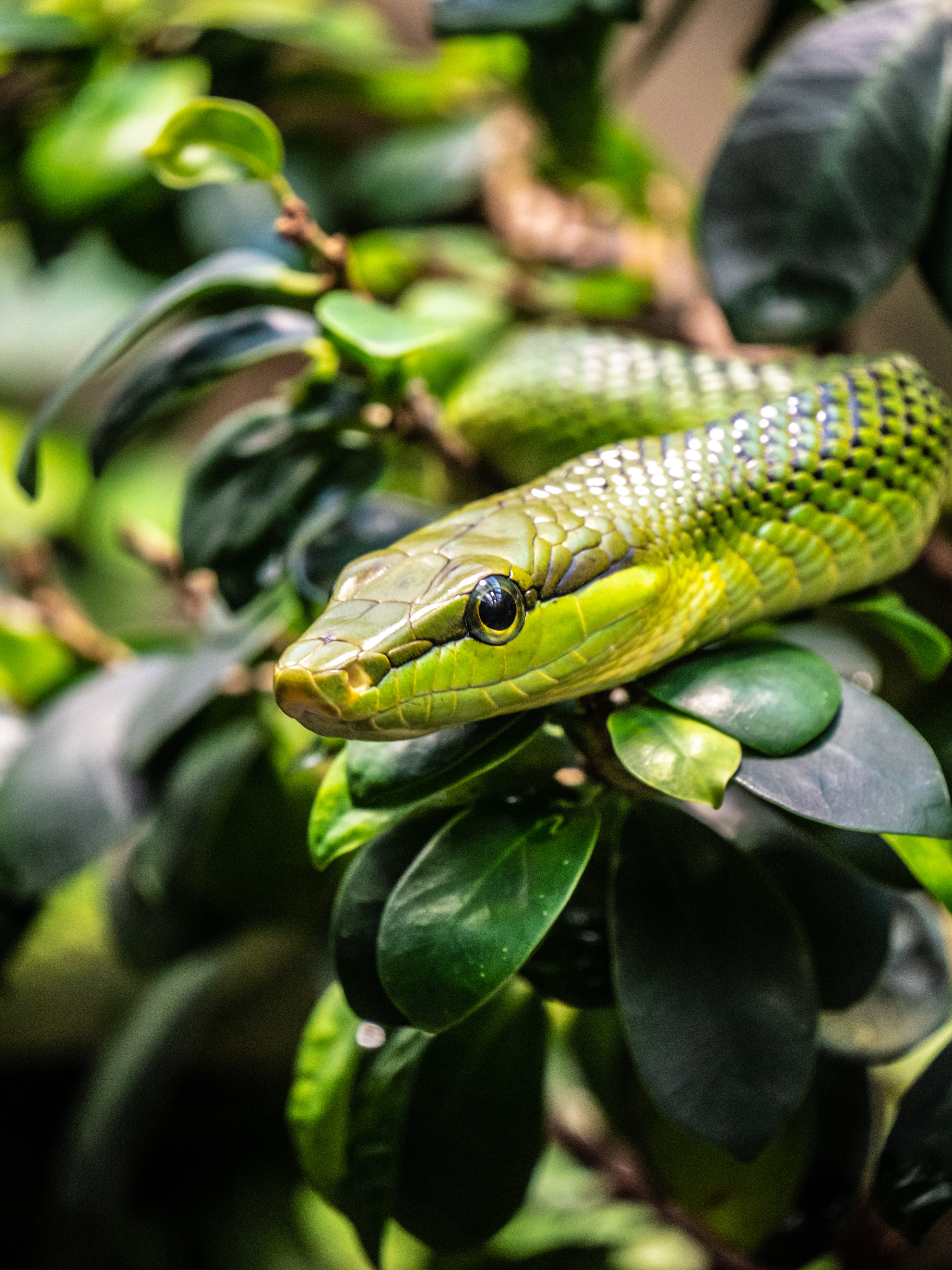 snake, green, animals, scales, reptile, scale Full HD